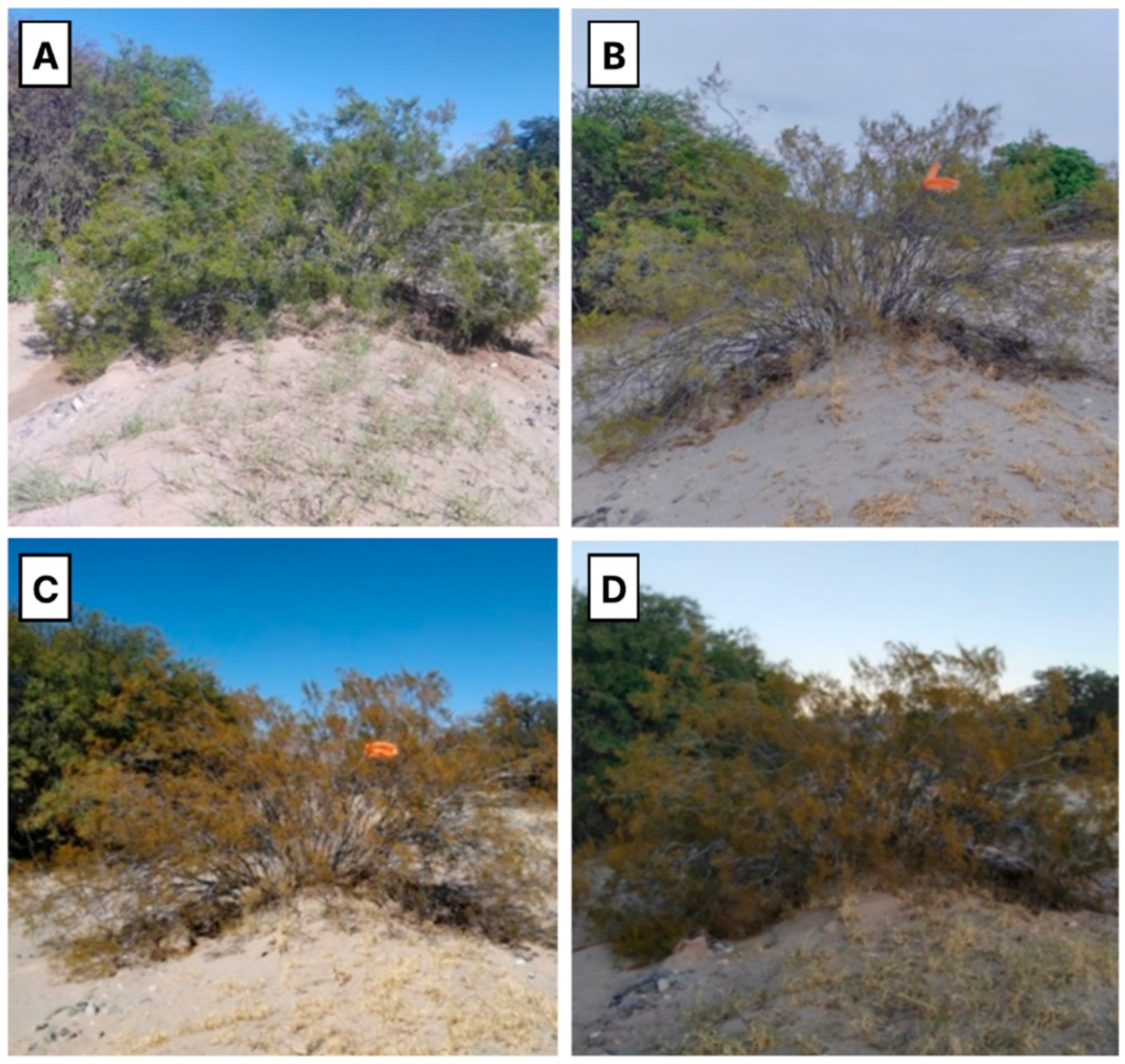 Plants 14 03332 g001