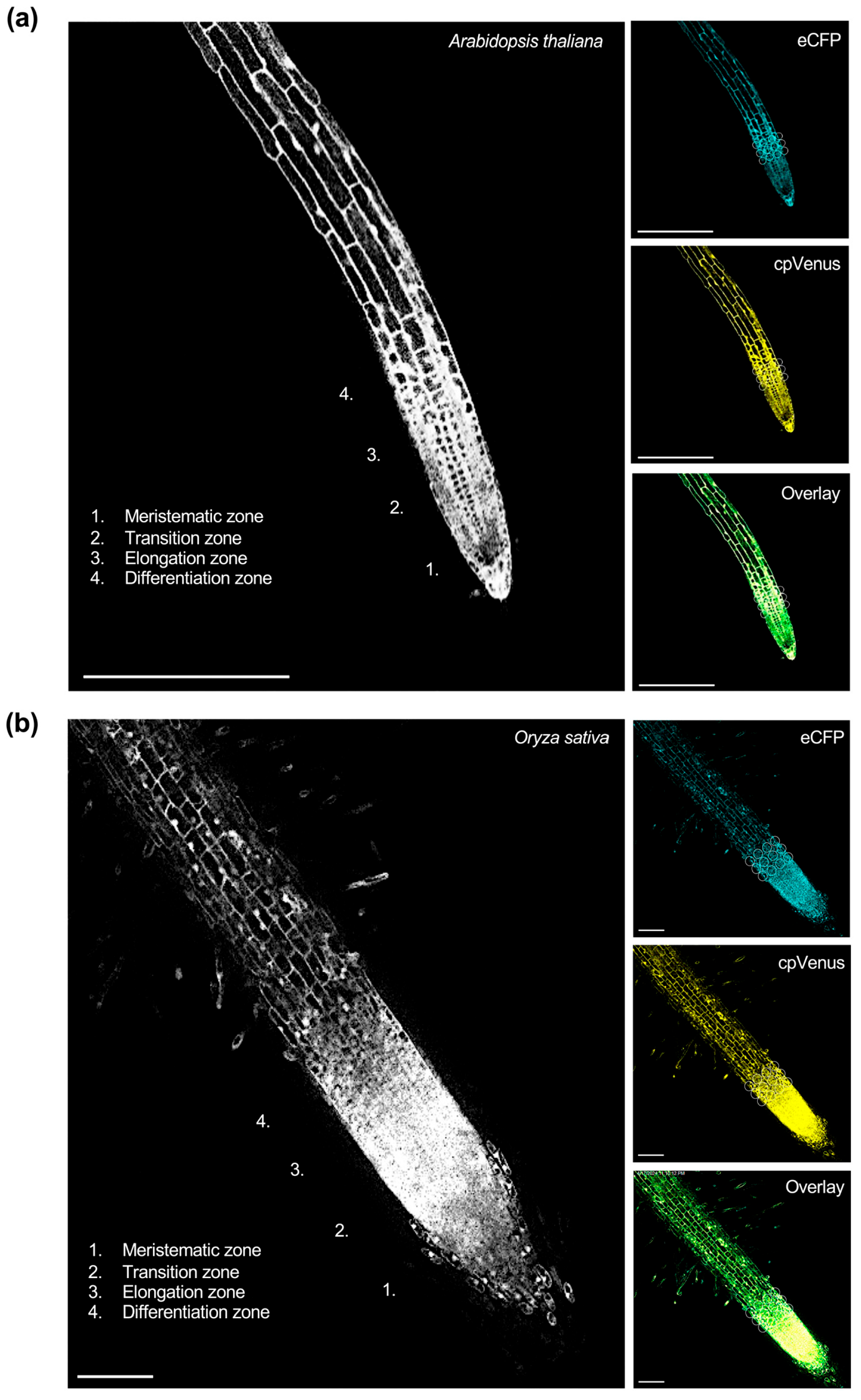 Plants 14 03334 g001 Plants 14 03334 g001