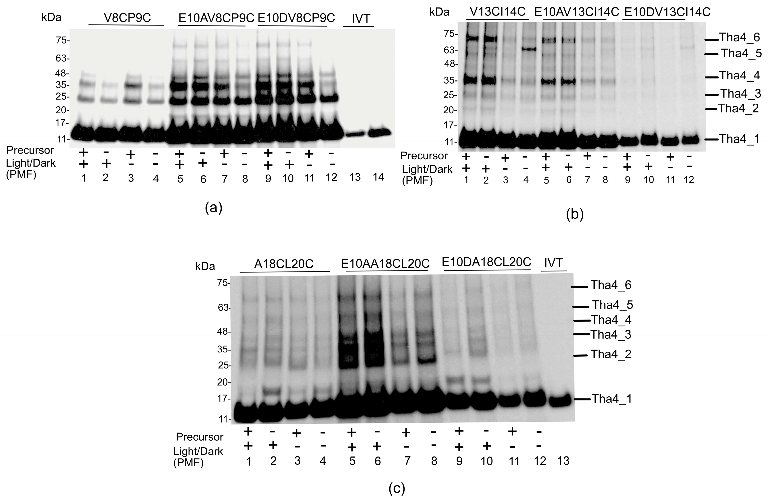 Plants 14 03338 g005