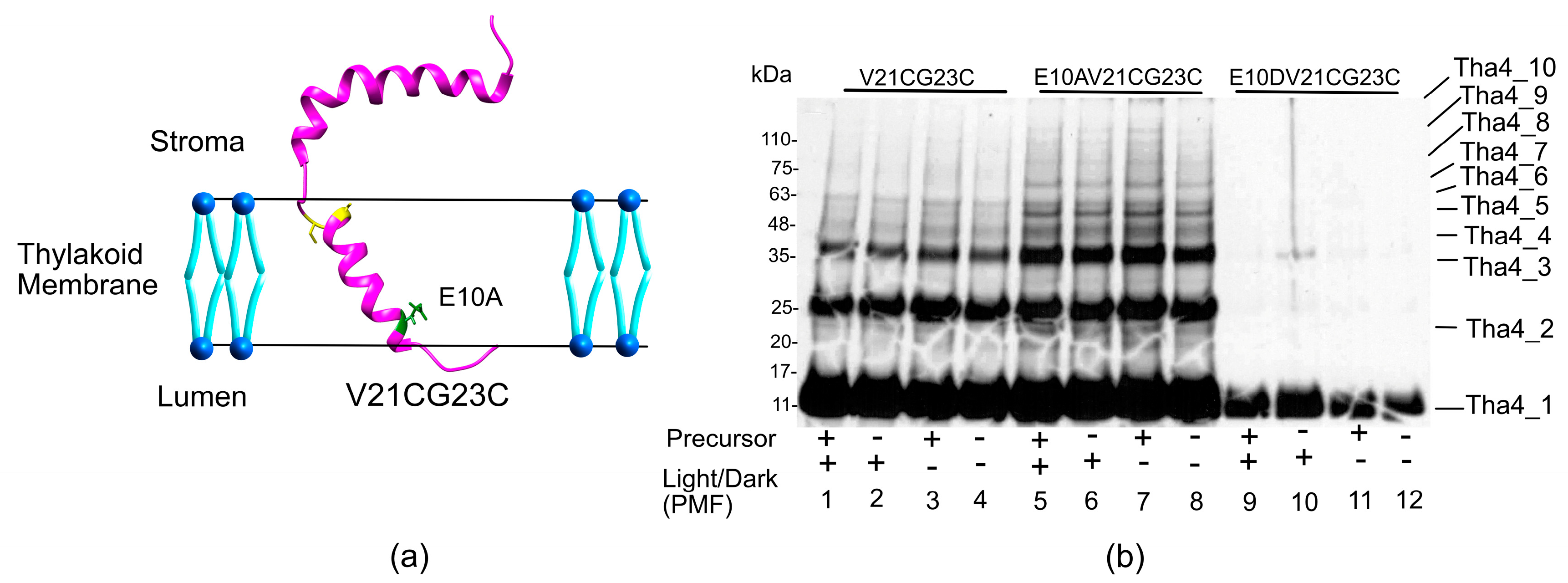 Plants 14 03338 g006