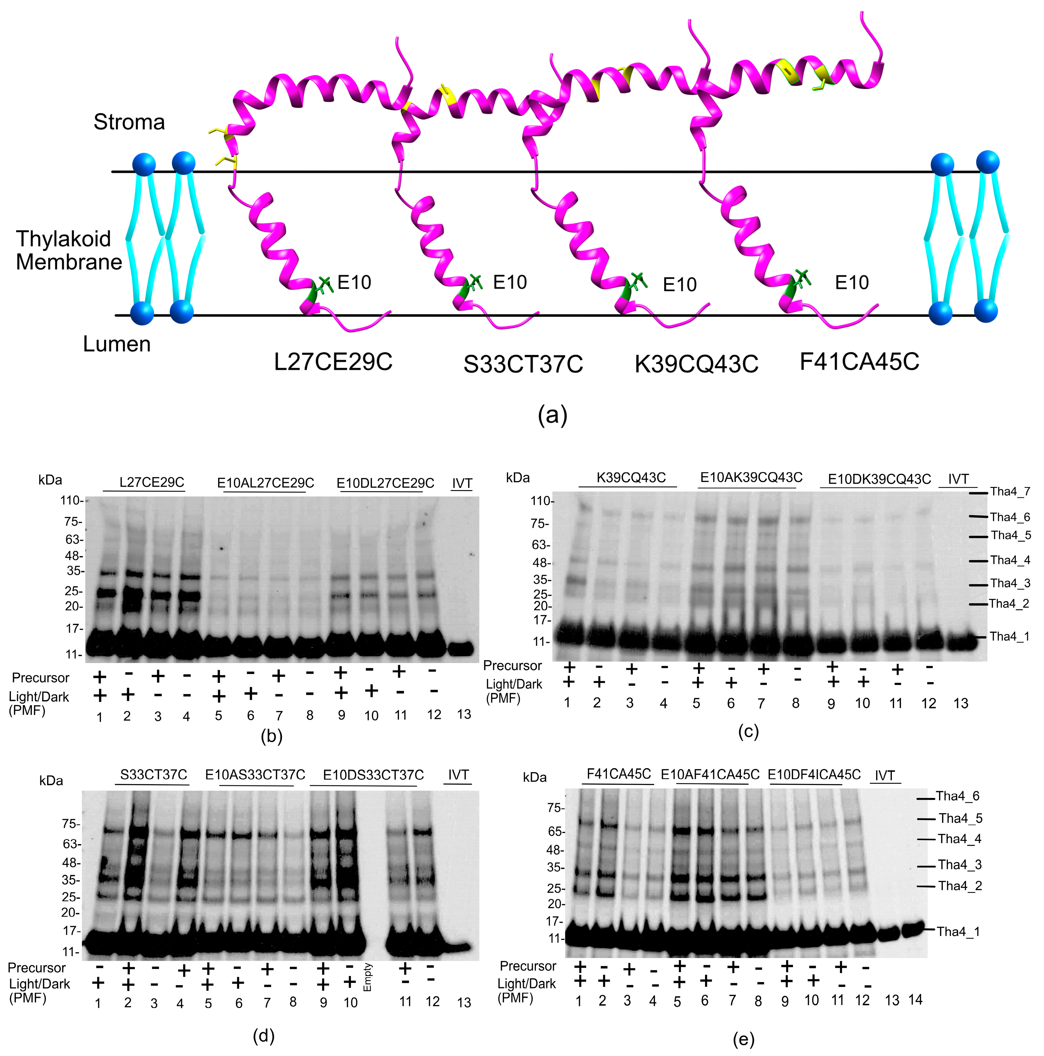 Plants 14 03338 g007