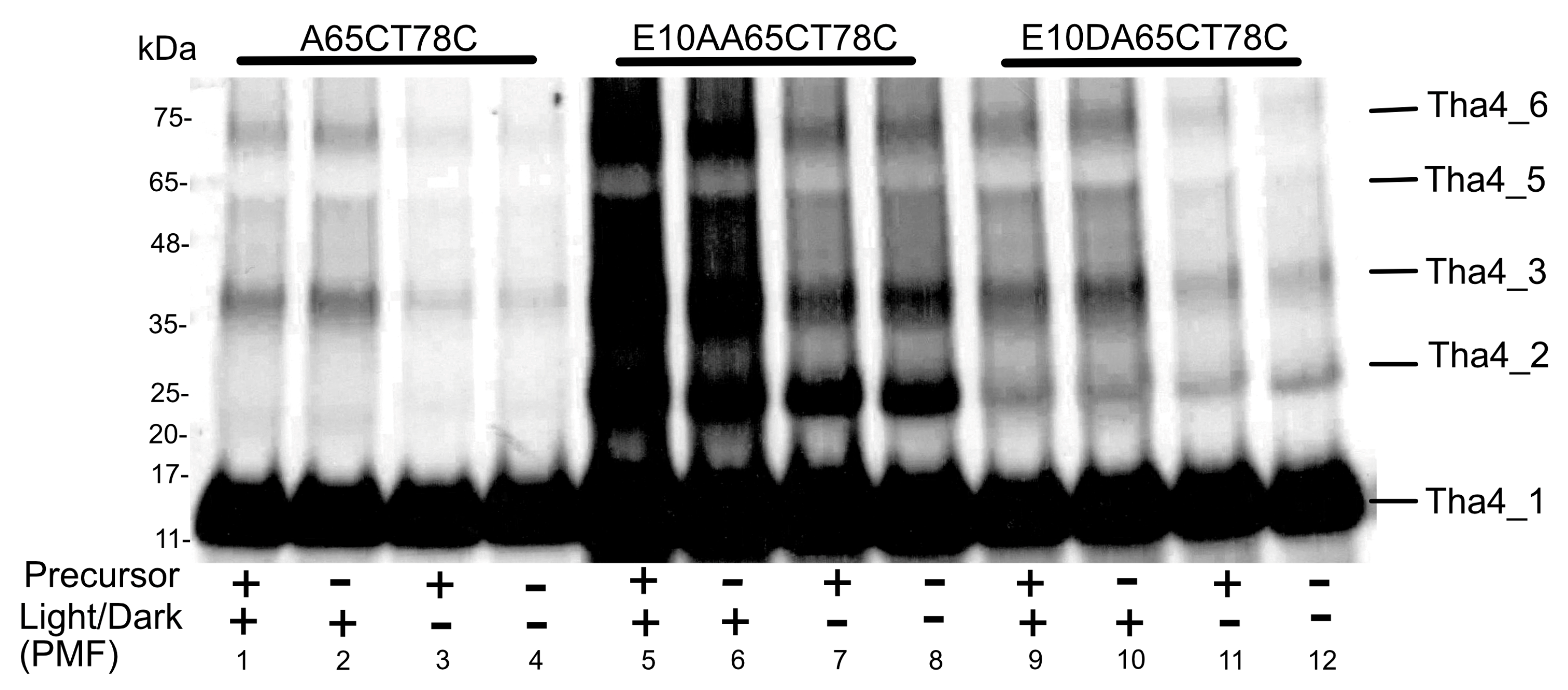 Plants 14 03338 g008