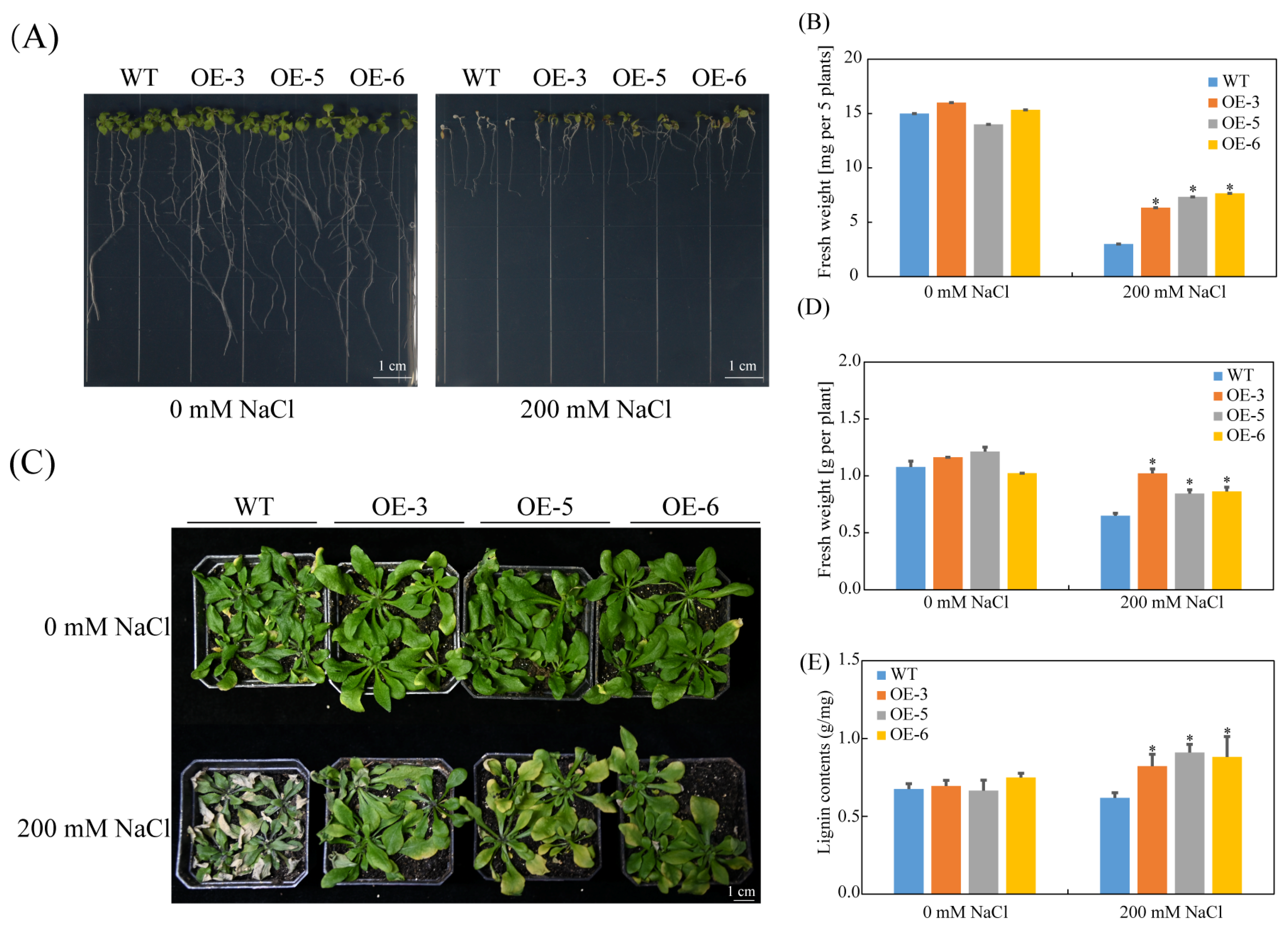 Plants 14 03347 g004 Plants 14 03347 g004