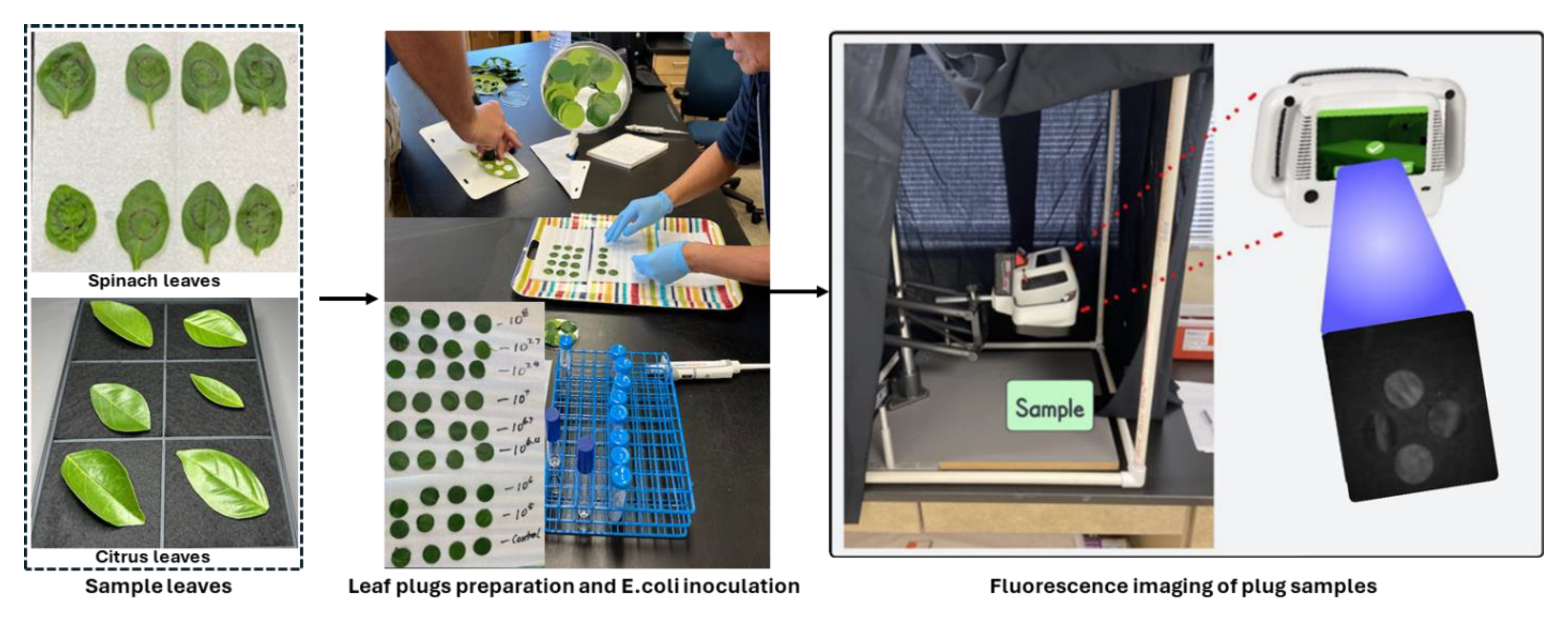 Plants 14 03352 g010