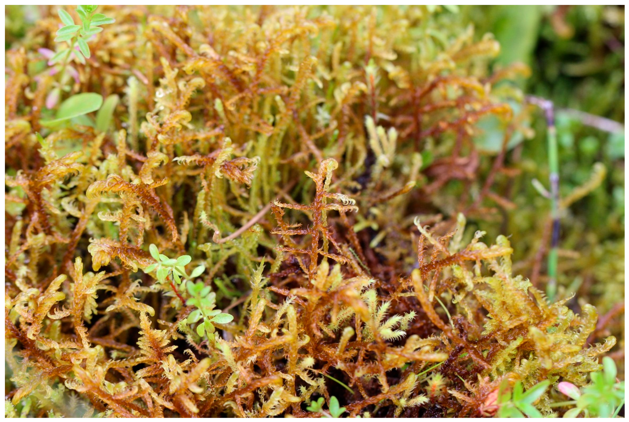 Plants 14 03354 g001 Plants 14 03354 g001