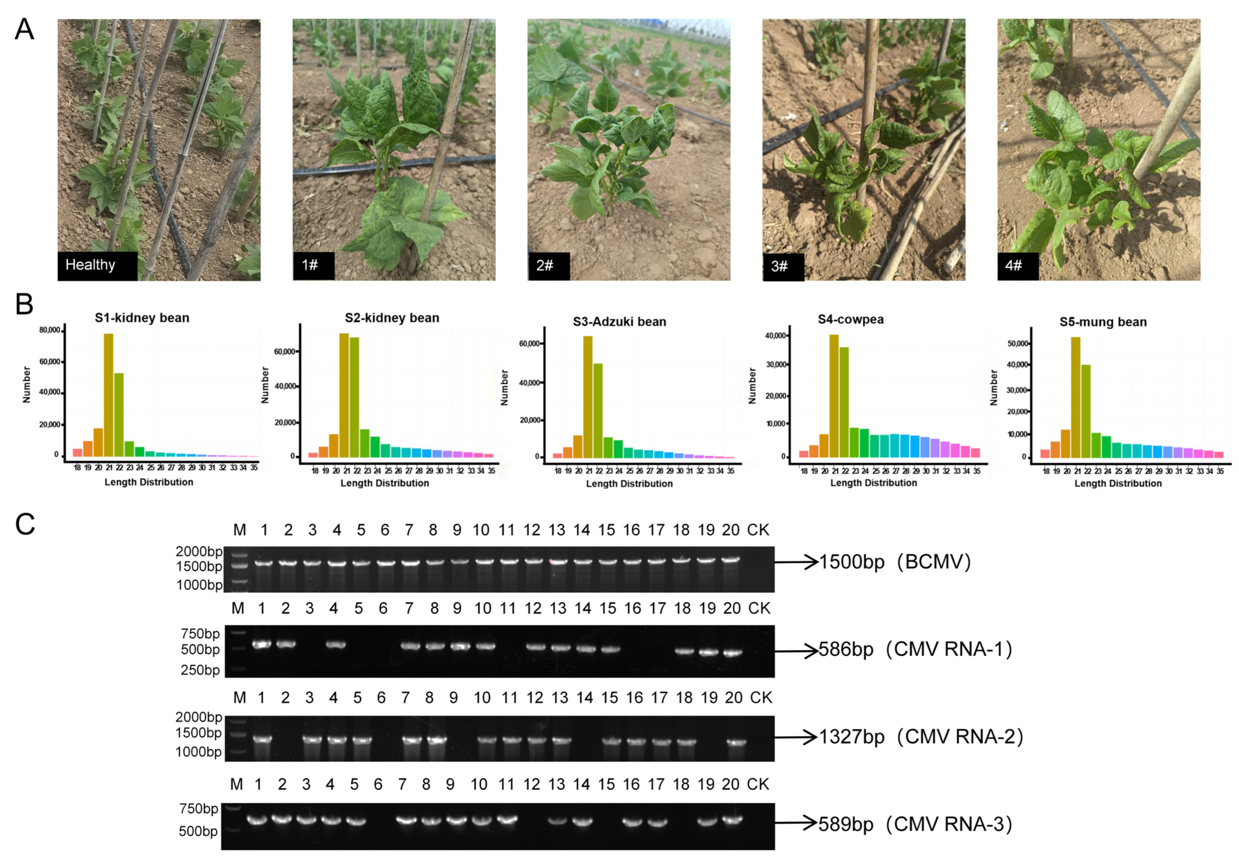 Plants 14 03359 g001
