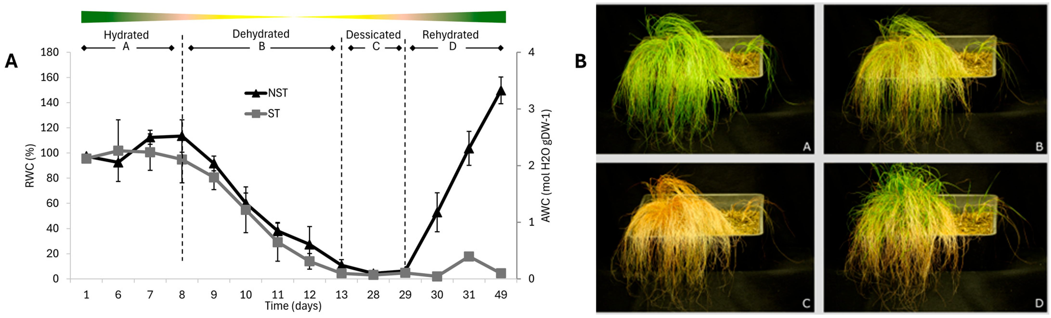 Plants 14 03360 g001