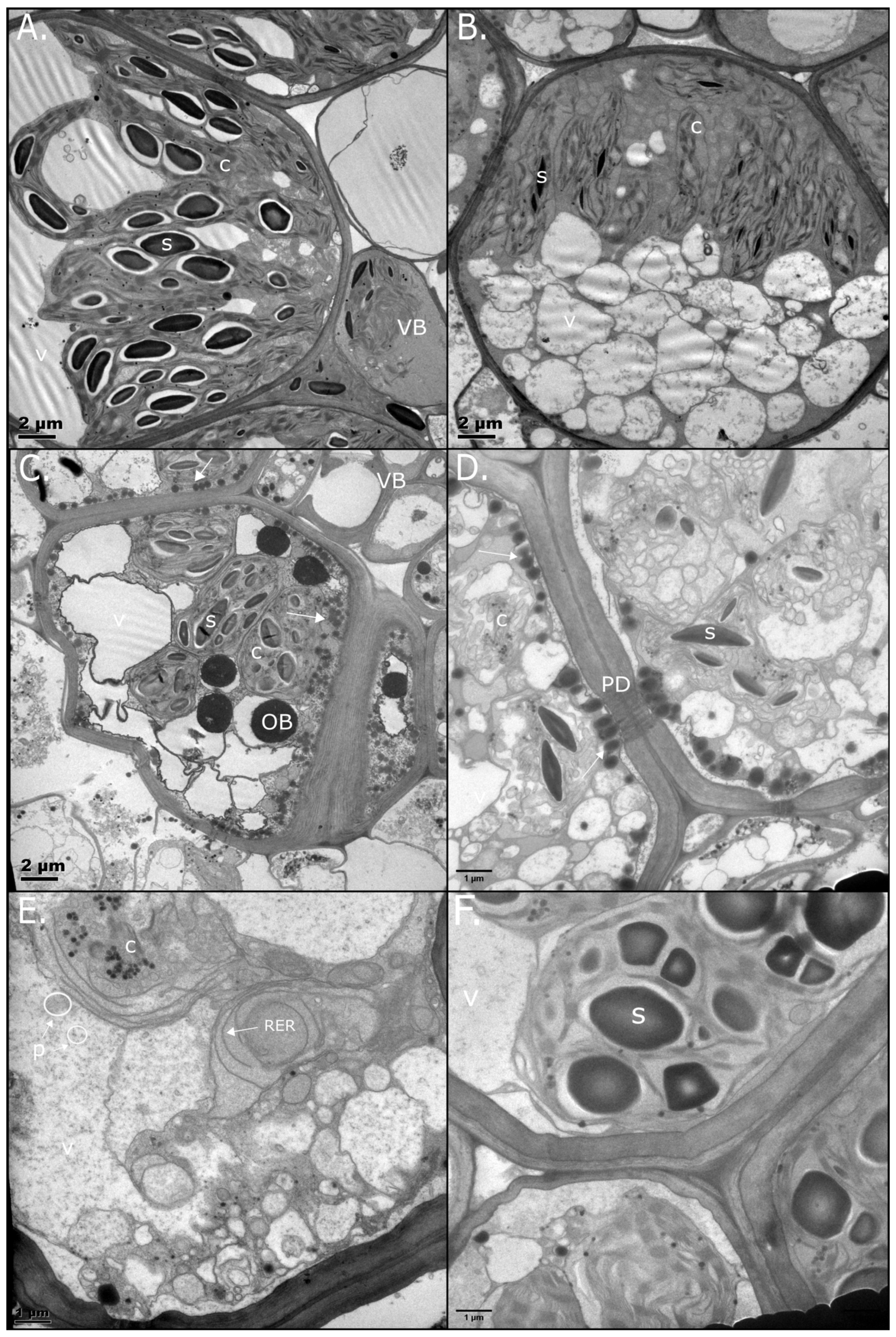 Plants 14 03360 g002