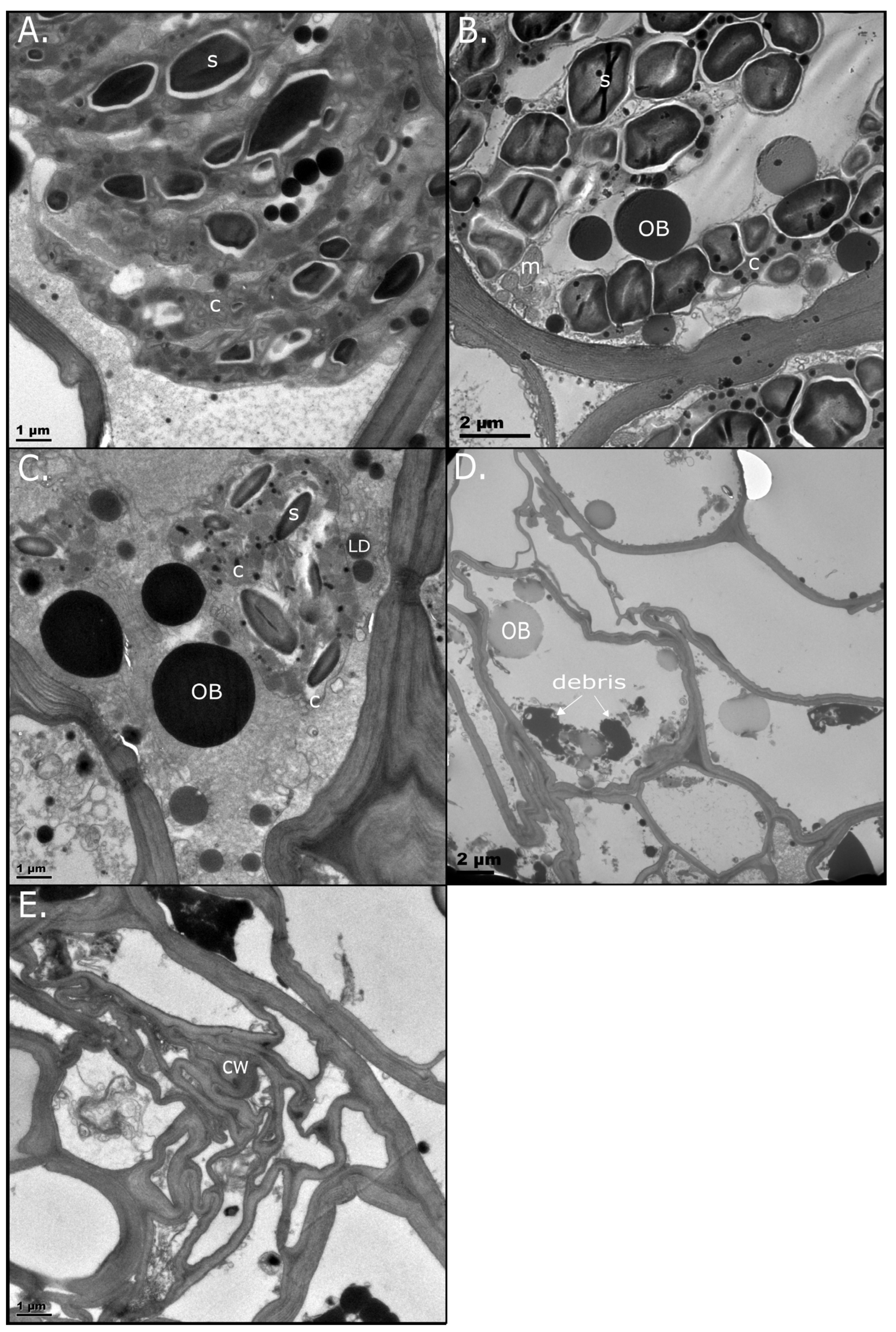 Plants 14 03360 g003