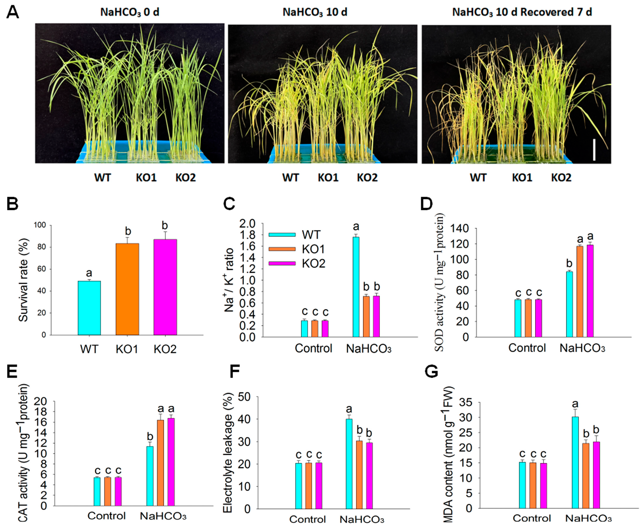Plants 14 03362 g004 Plants 14 03362 g004