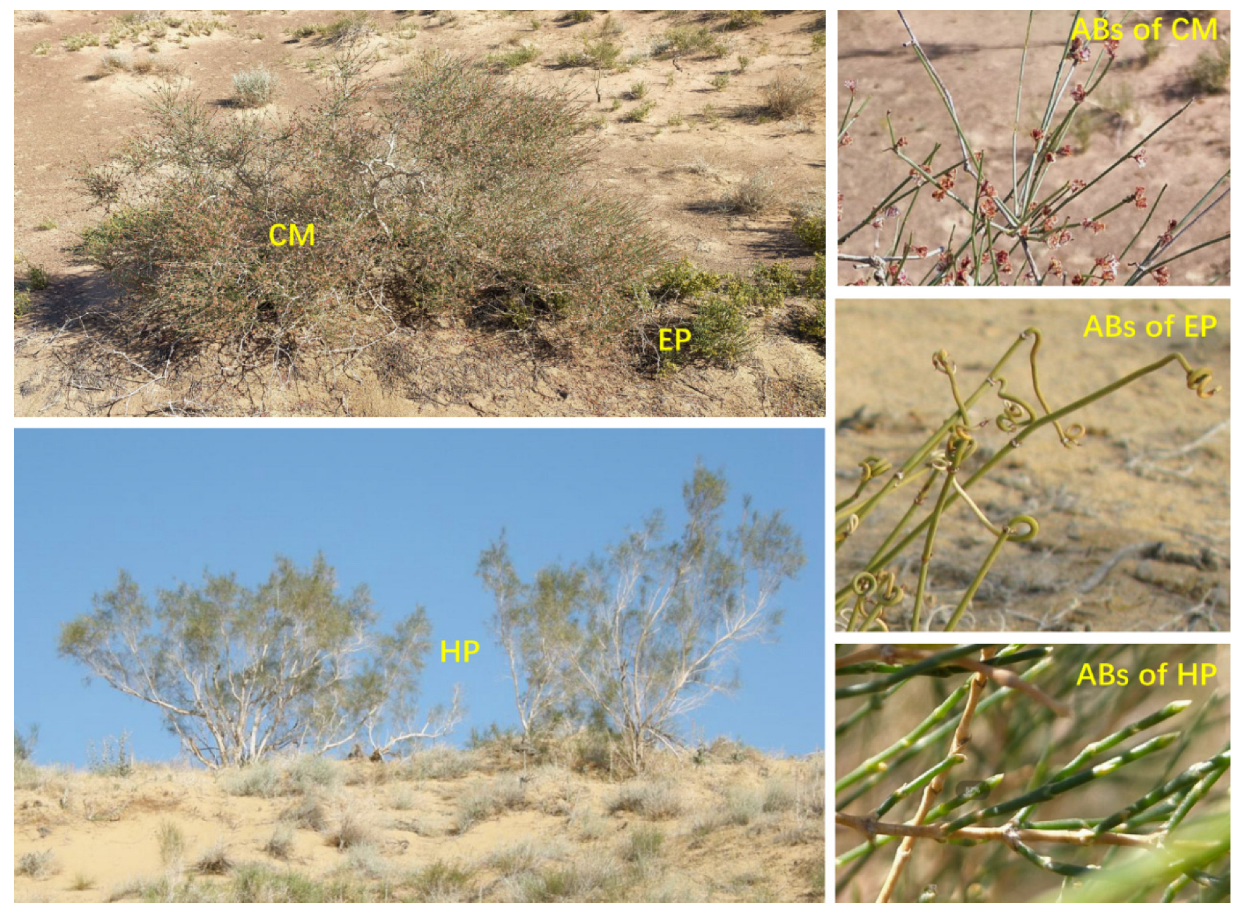 Plants 14 03363 g007 Plants 14 03363 g007
