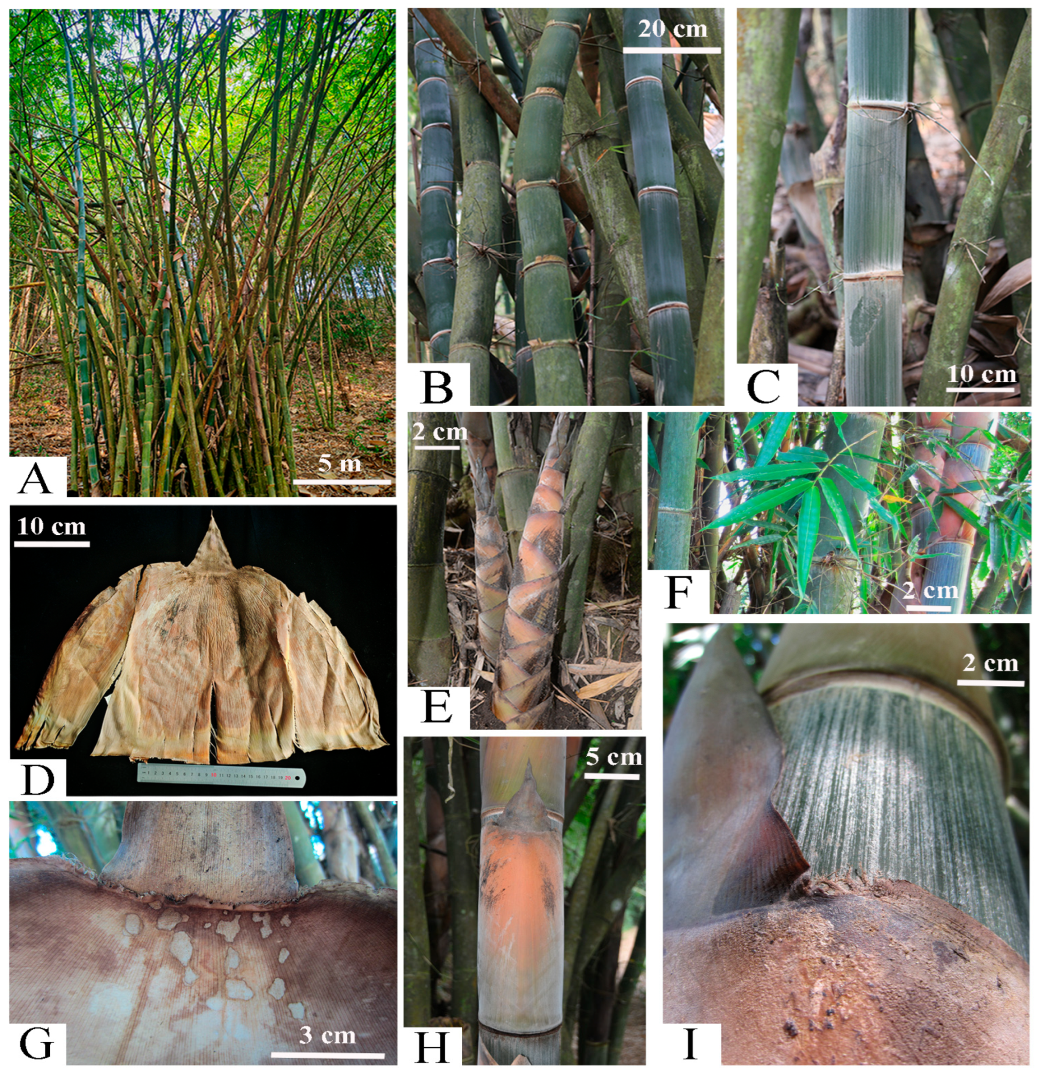 Plants 14 03364 g005 Plants 14 03364 g005