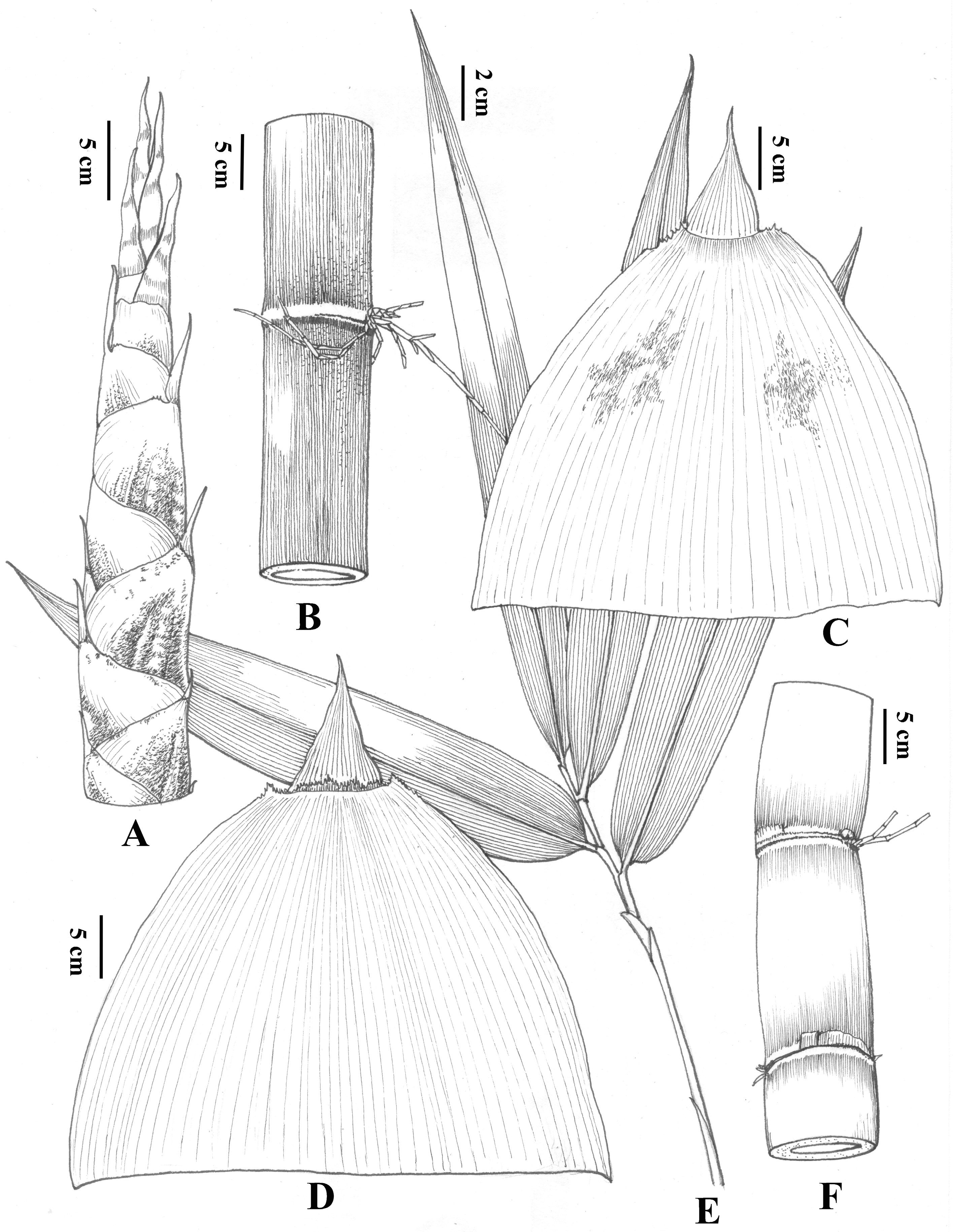 Plants 14 03364 g006 Plants 14 03364 g006