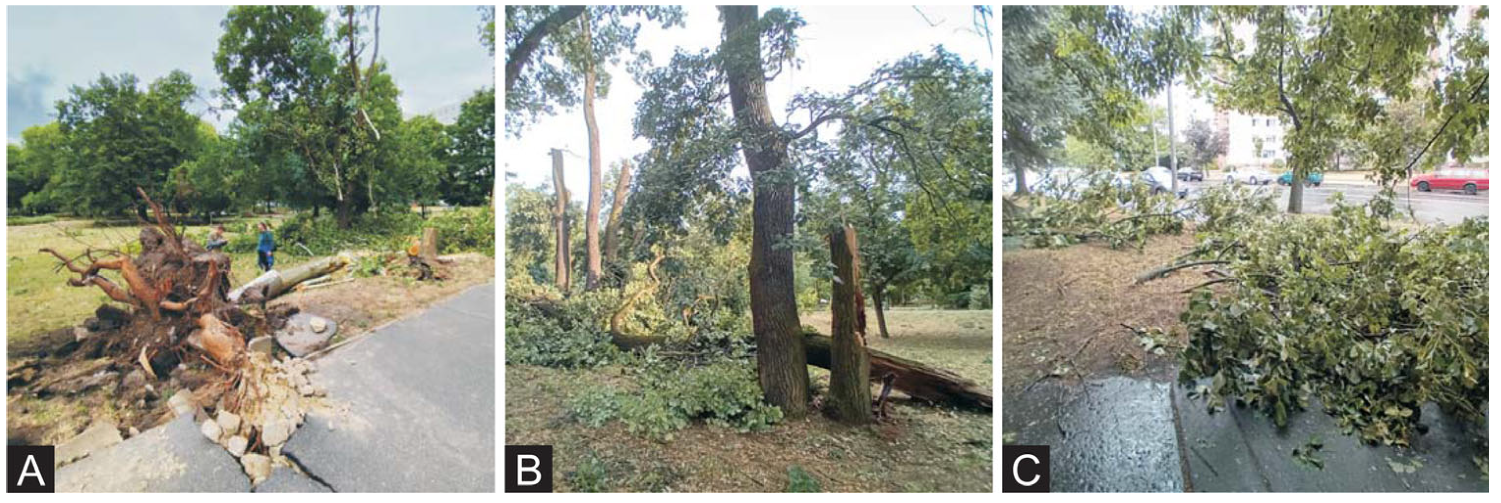 Plants 14 03366 g001 Plants 14 03366 g001