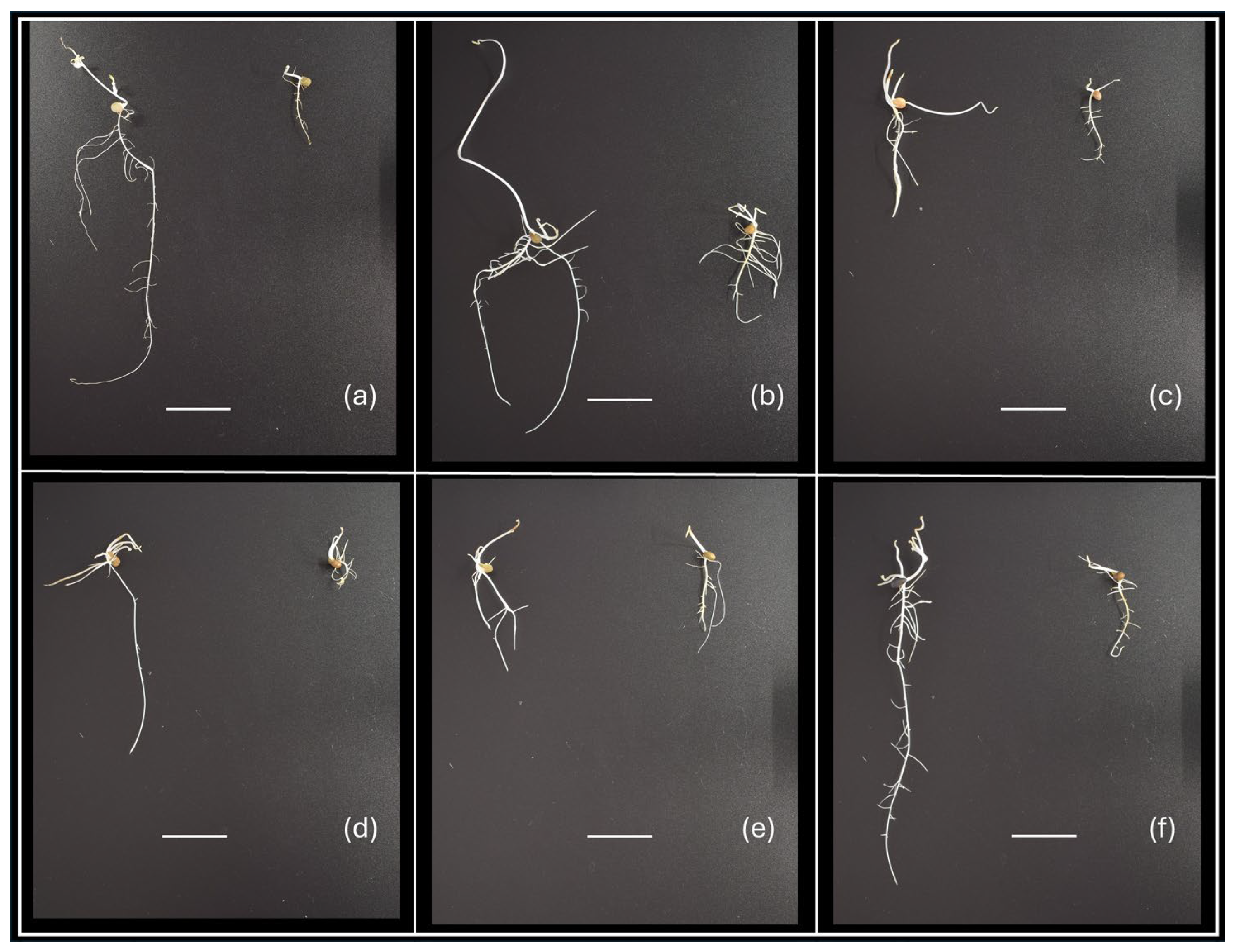 Plants 14 03376 g001 Plants 14 03376 g001