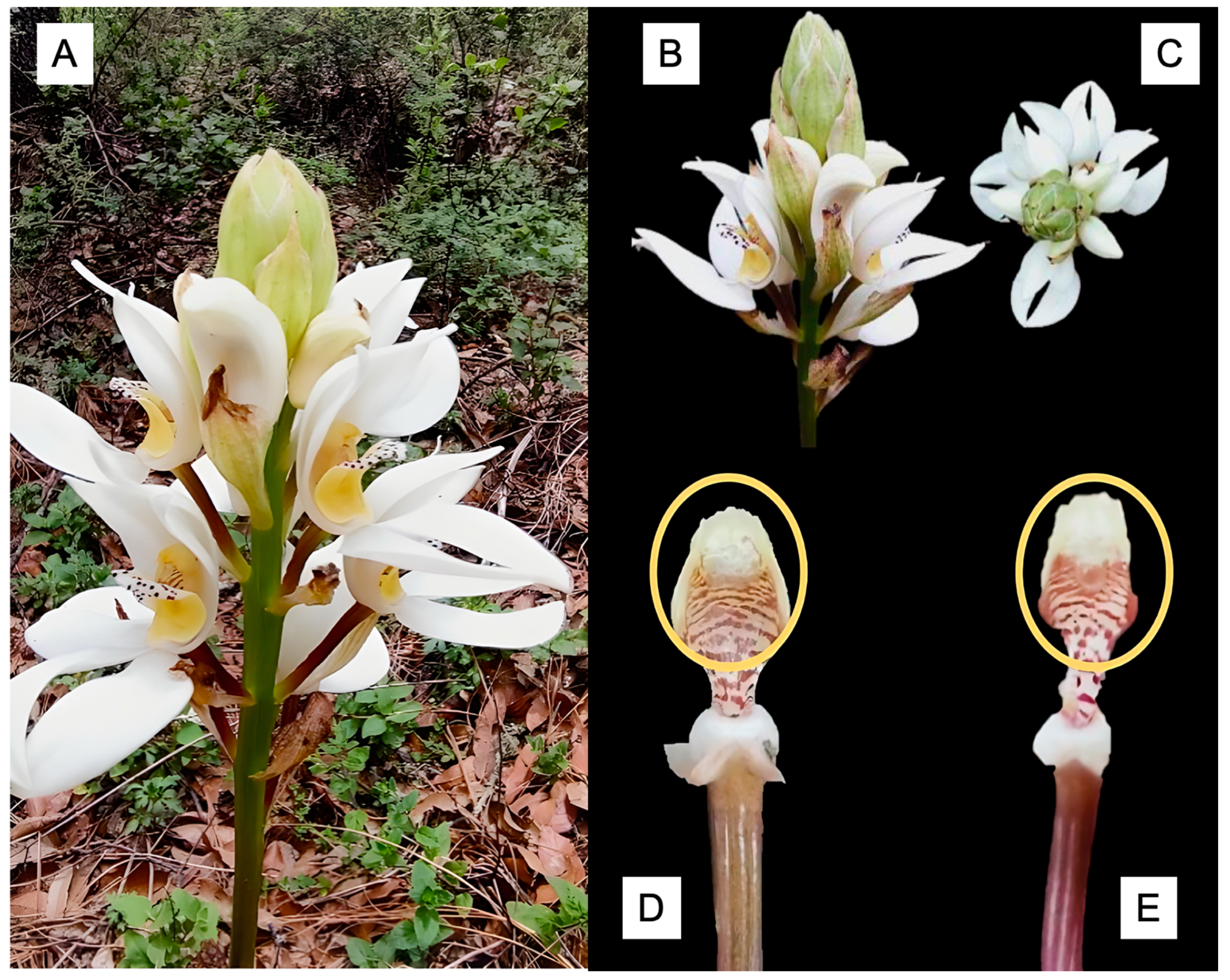 Plants 14 03377 g003