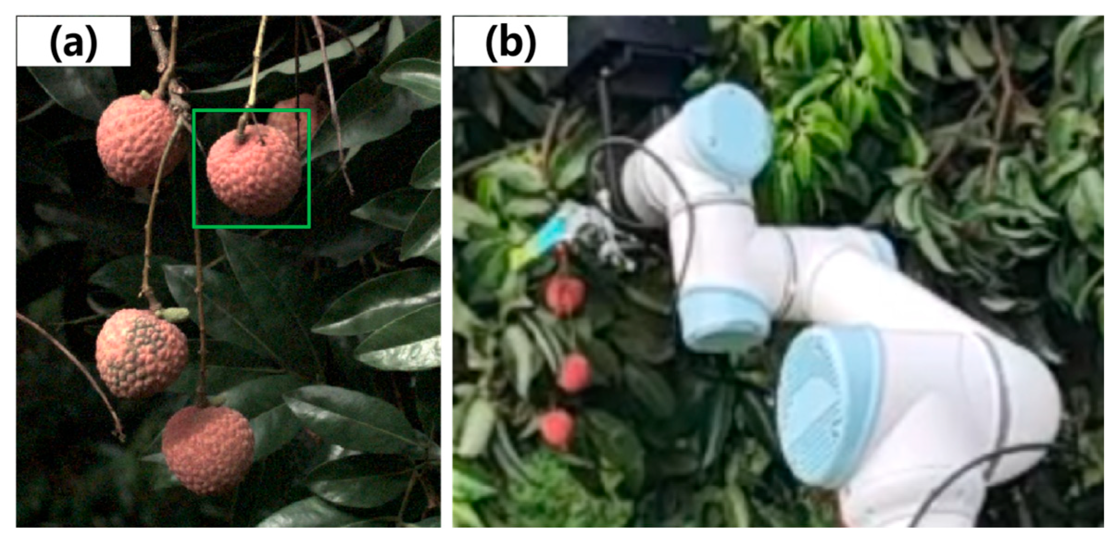 Plants 14 03378 g001