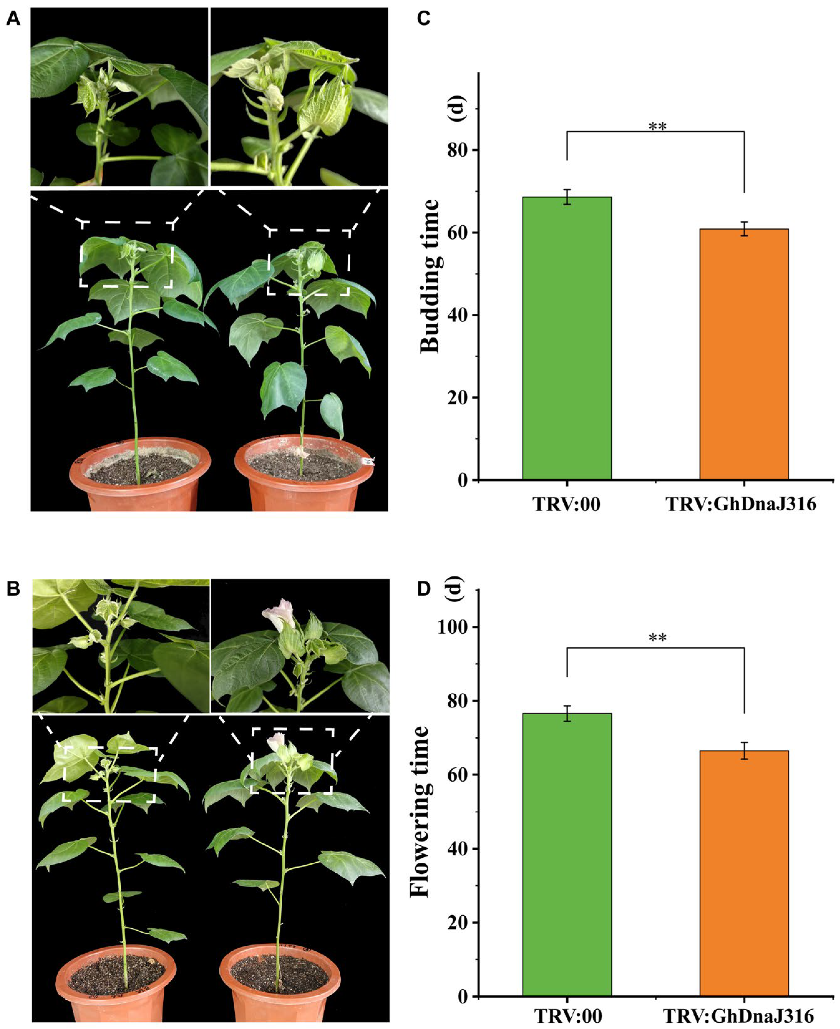 Plants 14 03380 g005