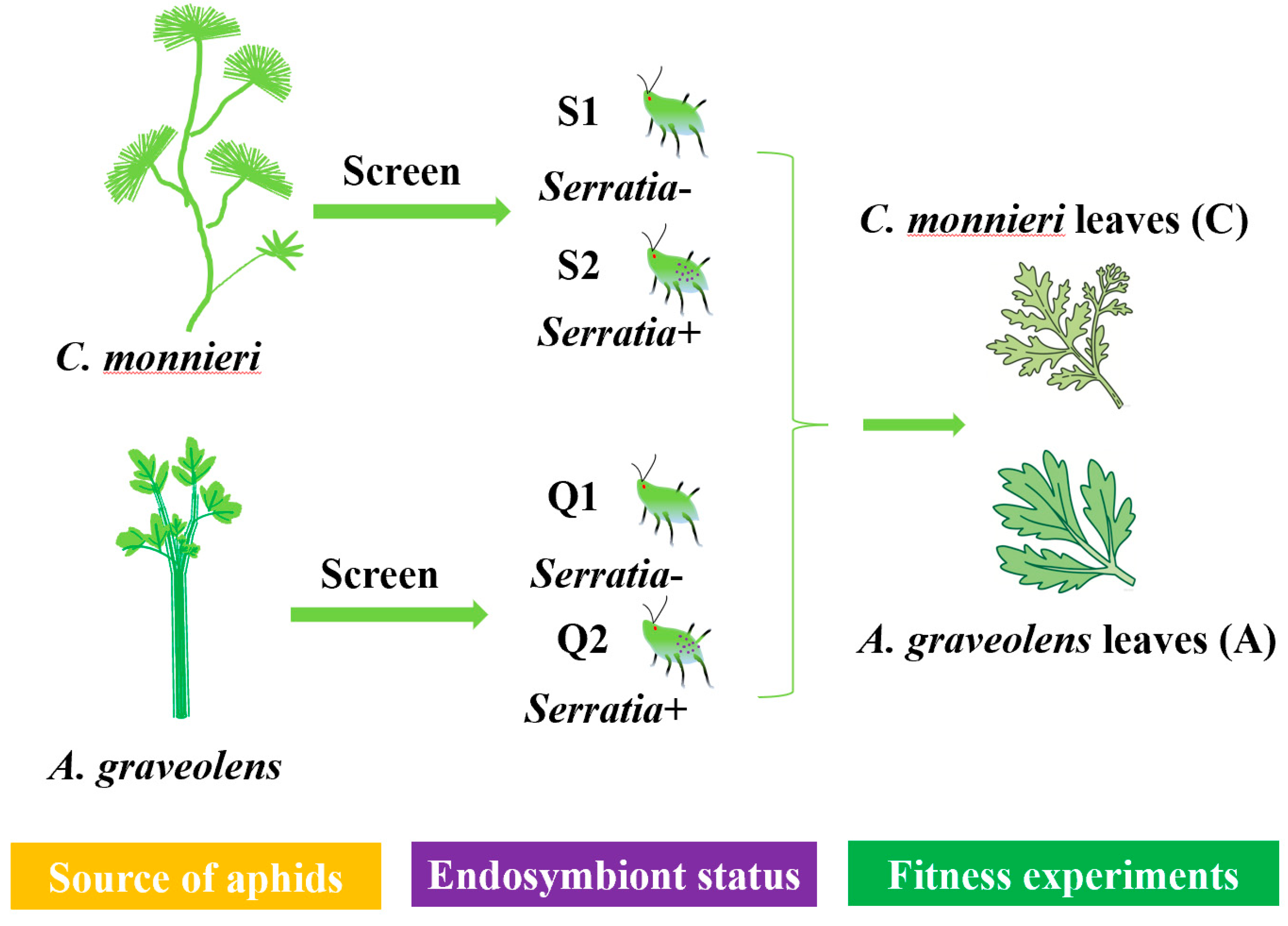 Plants 14 03391 g005 Plants 14 03391 g005