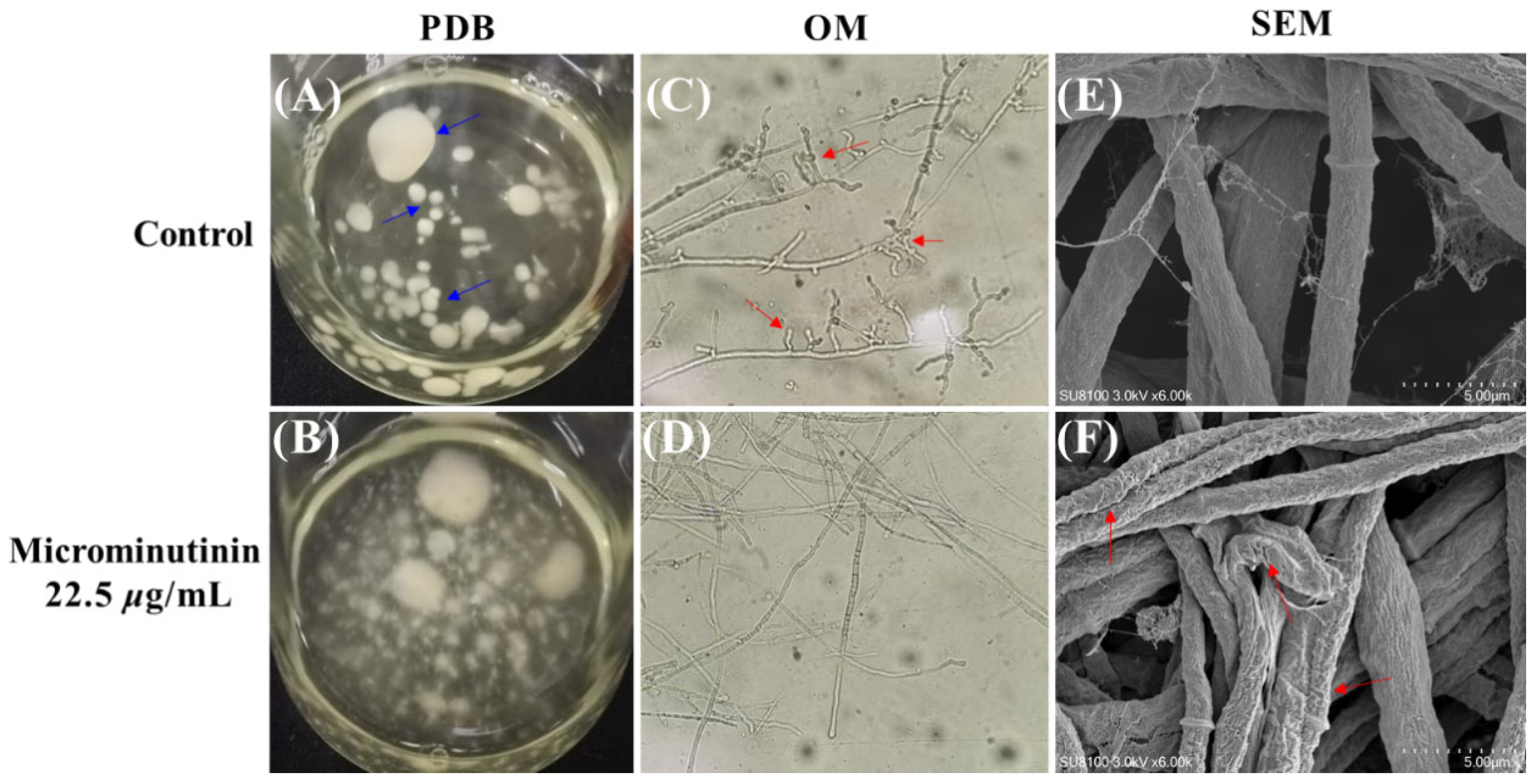Plants 14 03392 g005 Plants 14 03392 g005