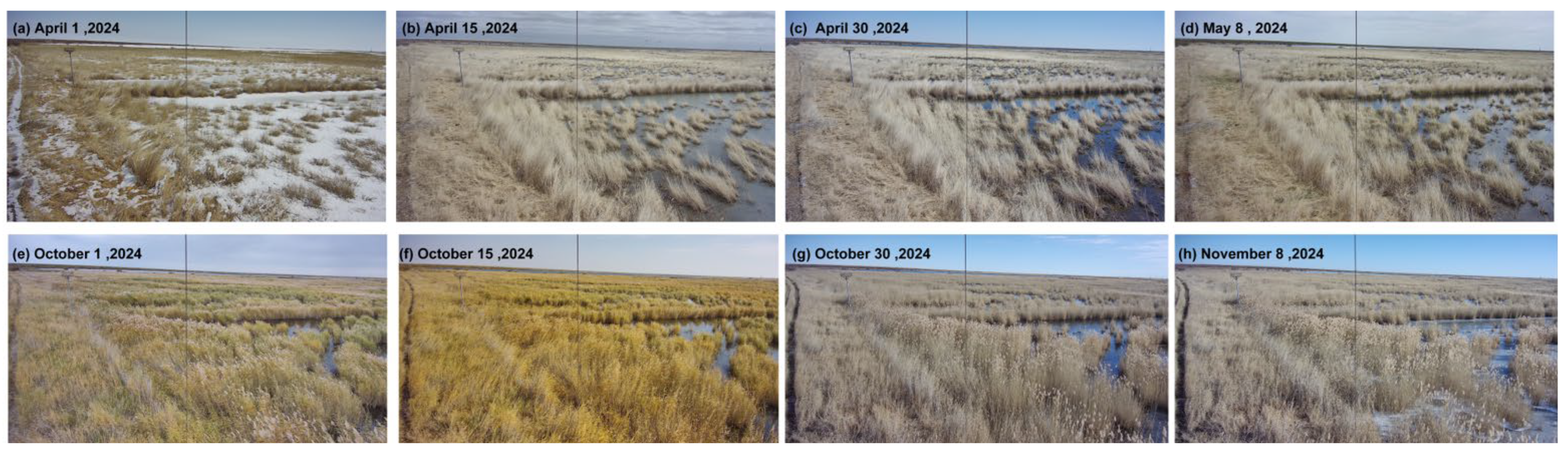 Plants 14 03394 g002