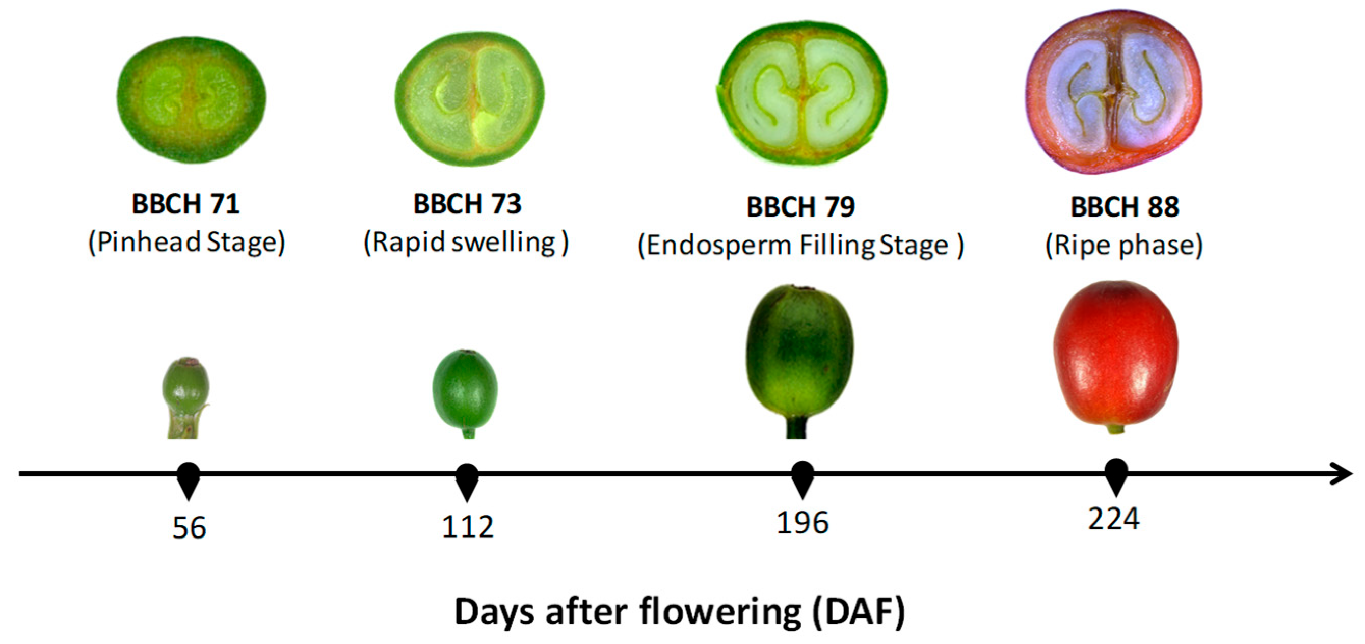 Plants 14 03396 g002