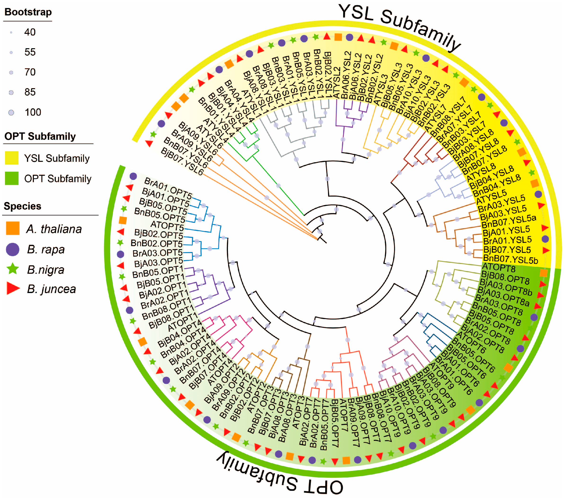 Plants 14 03399 g001 Plants 14 03399 g001