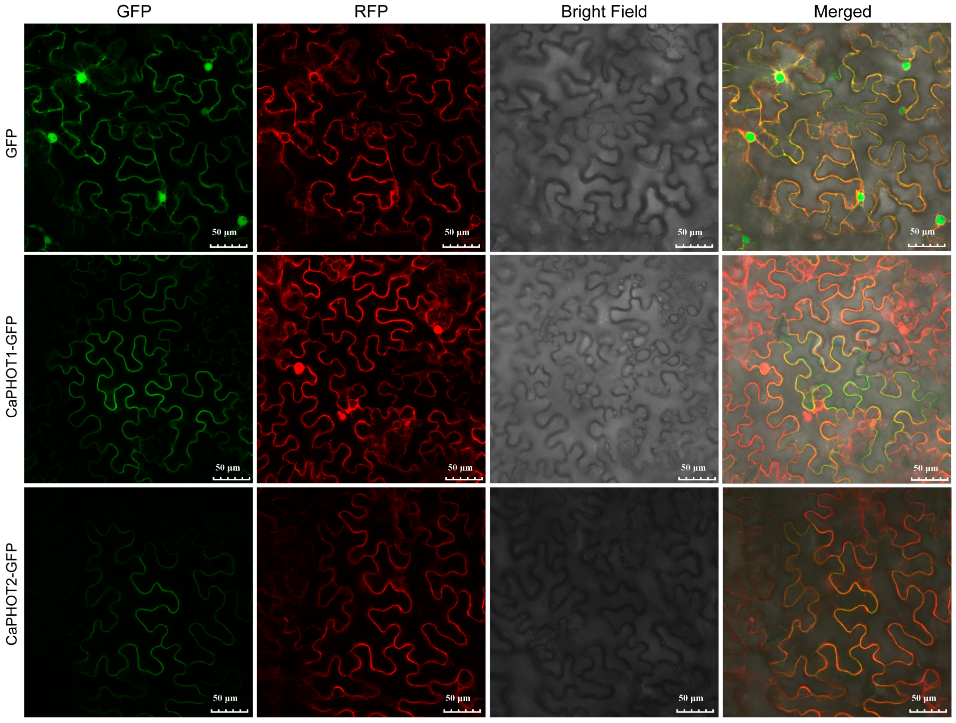 Plants 14 03400 g005