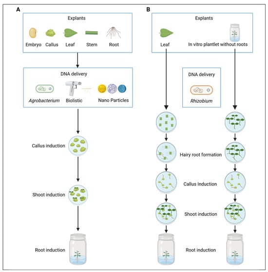 Plants 14 03420 g001