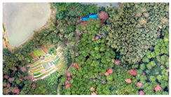 Plants 14 03436 i005