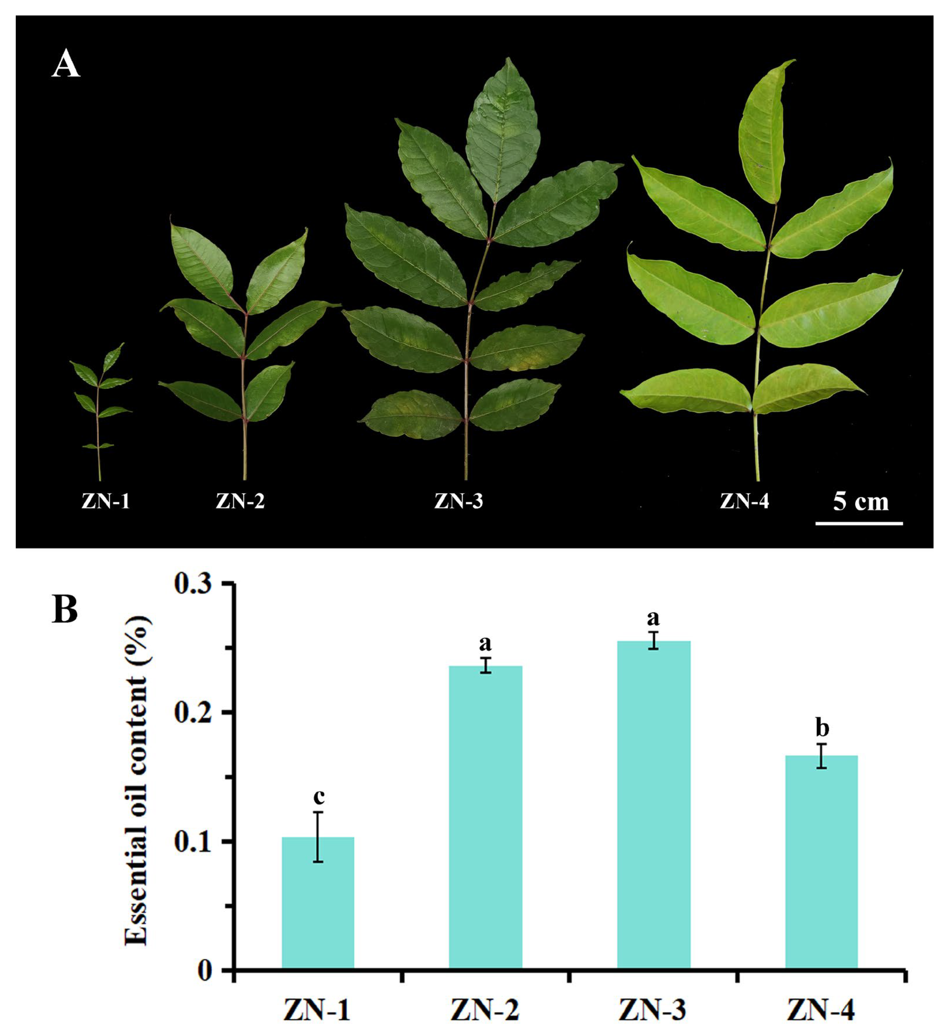 Plants 14 03449 g003 Plants 14 03449 g003