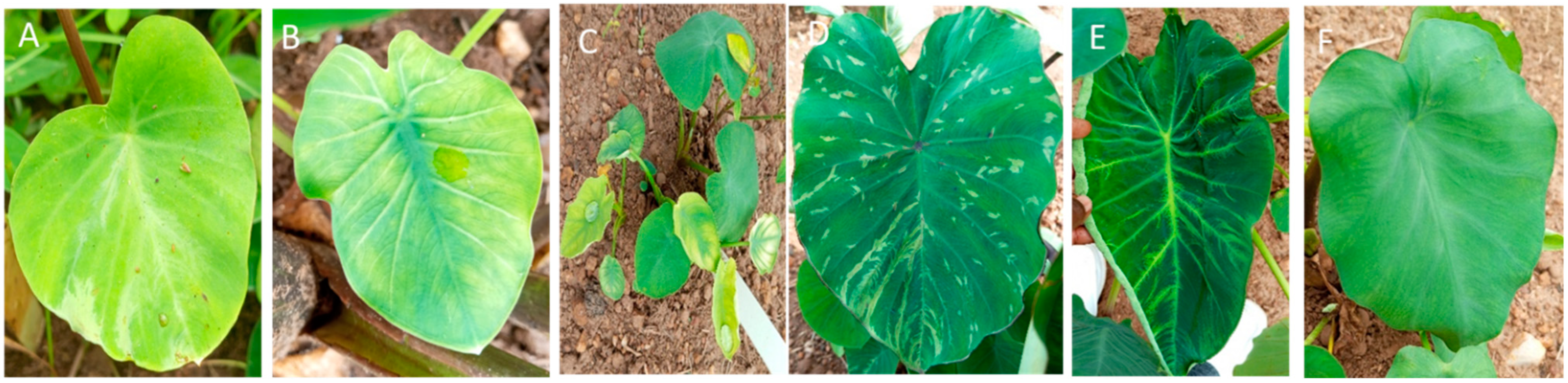 Plants 14 03457 g002 Plants 14 03457 g002