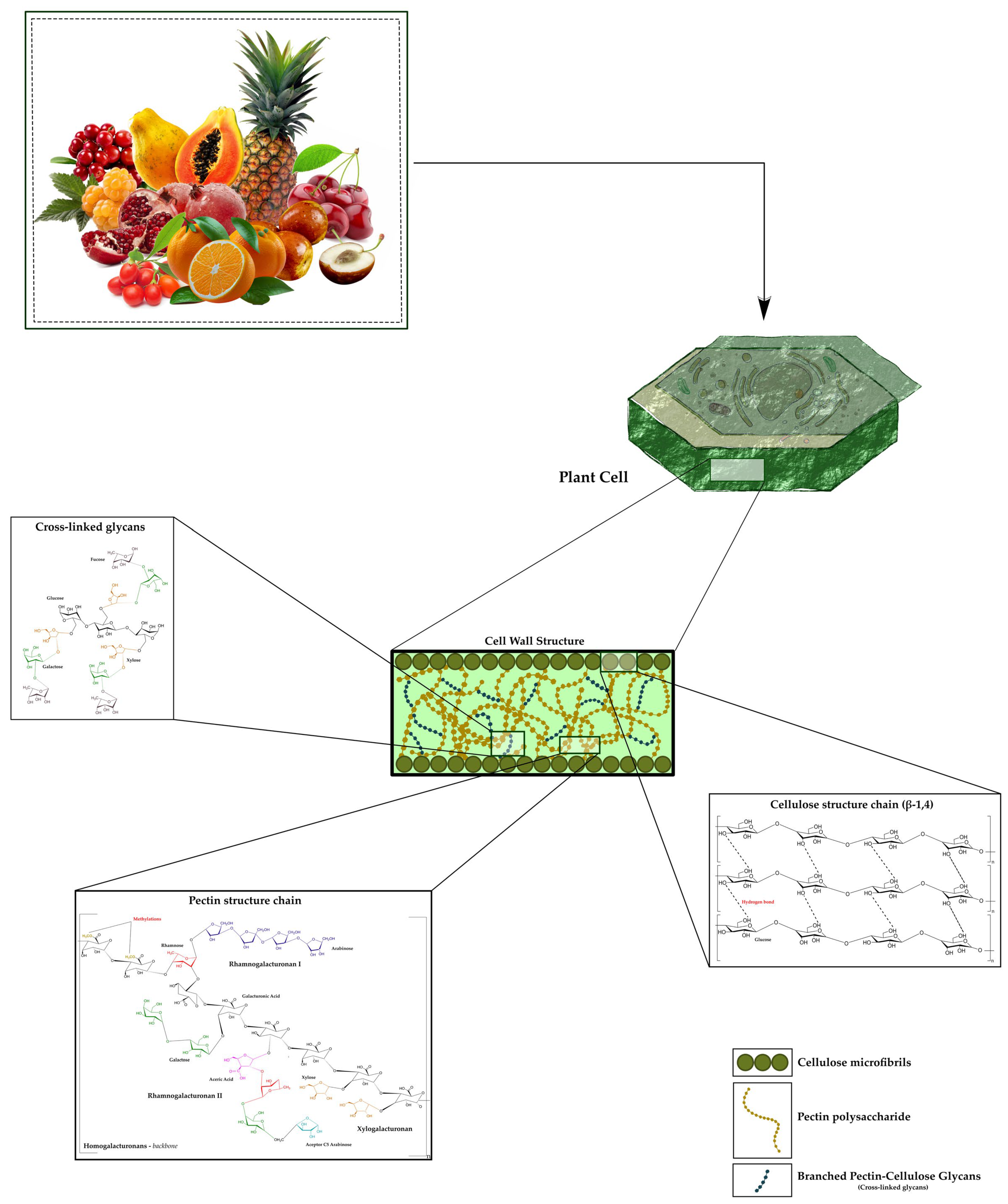 Plants 14 03515 g001 Plants 14 03515 g001