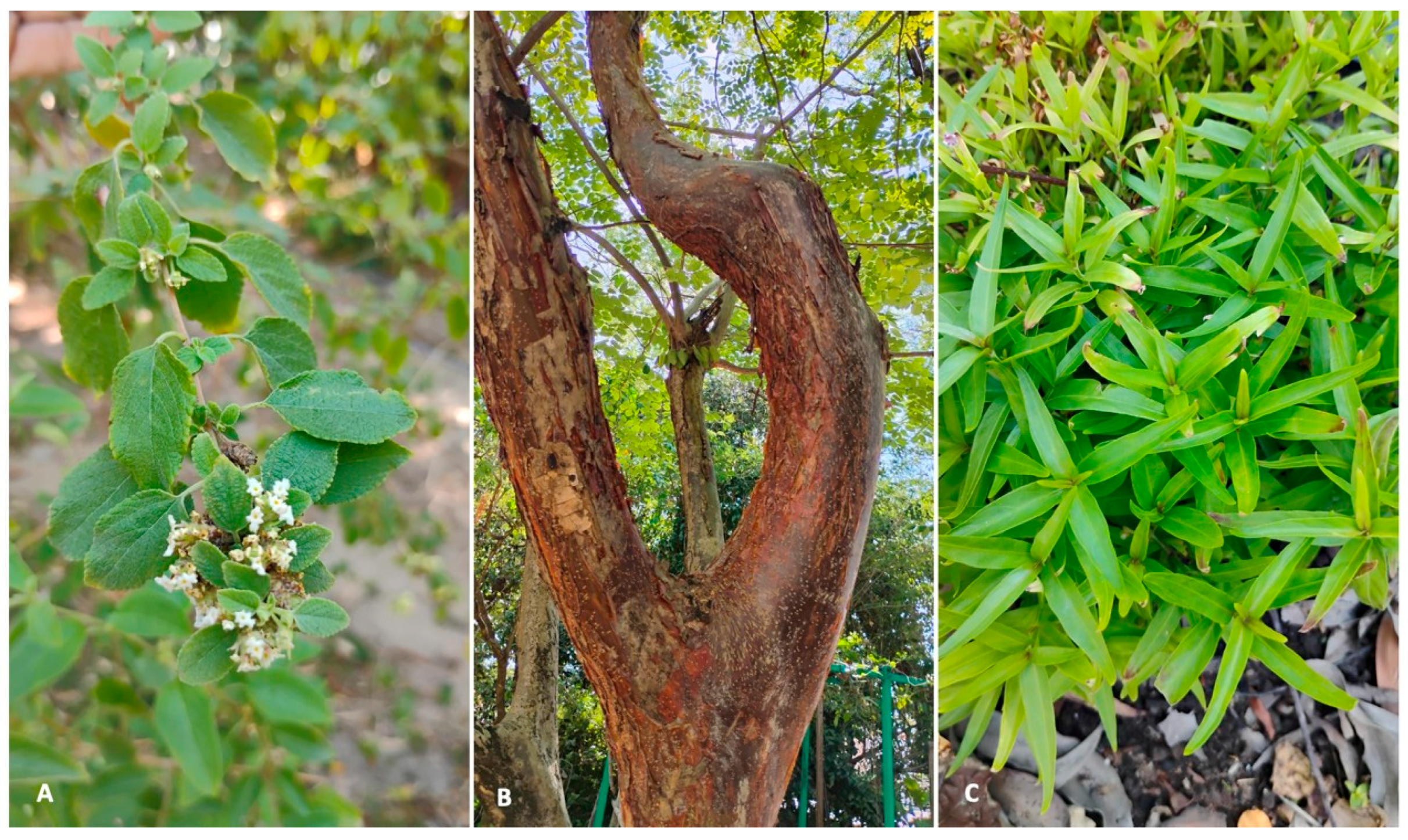 Plants 14 03517 g004 Plants 14 03517 g004