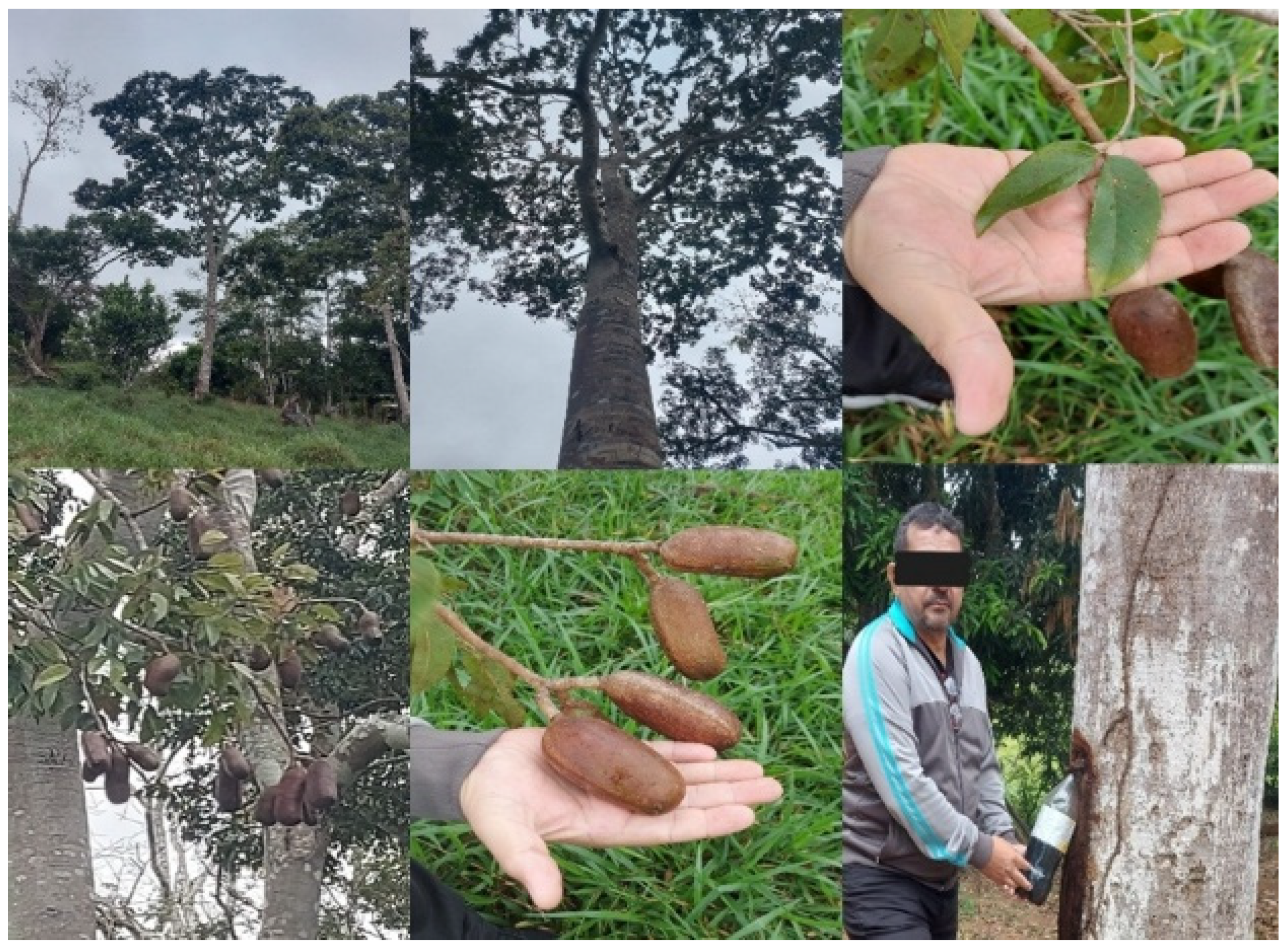 Plants 14 03545 g002