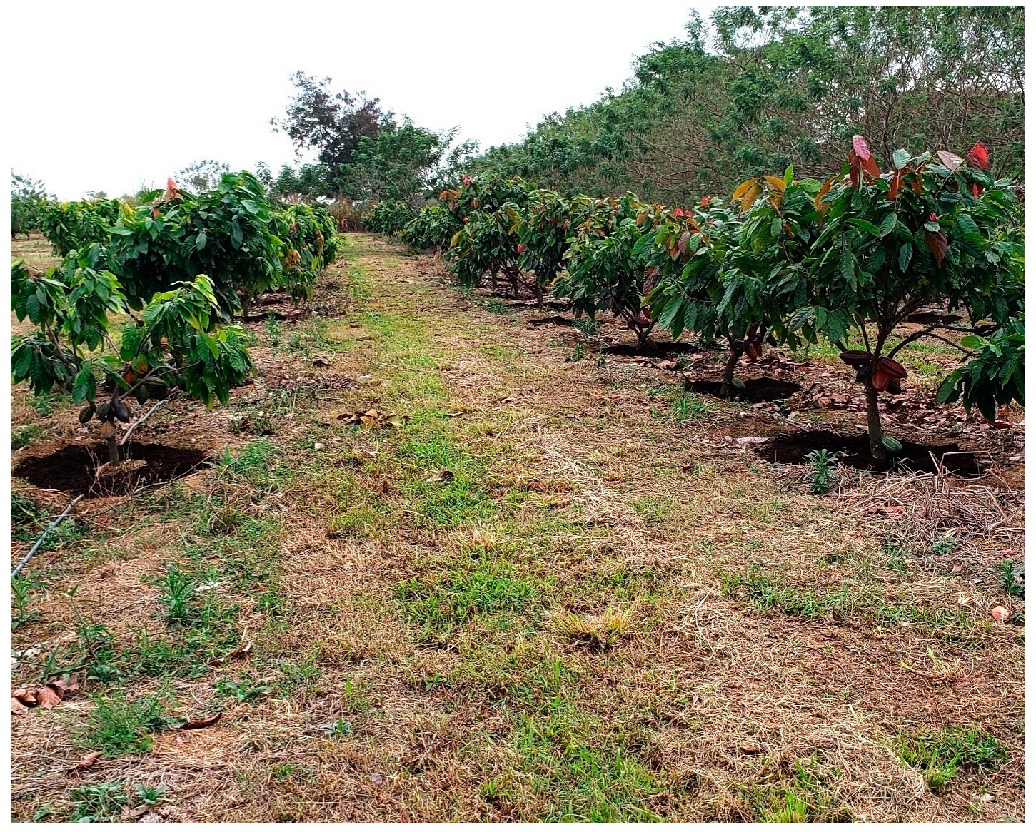 Plants 14 03555 g002 Plants 14 03555 g002
