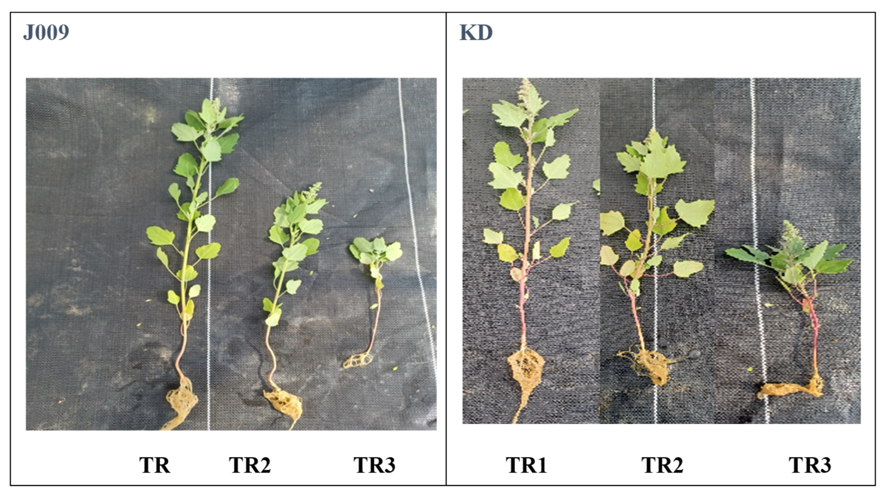 Plants 14 03639 g006