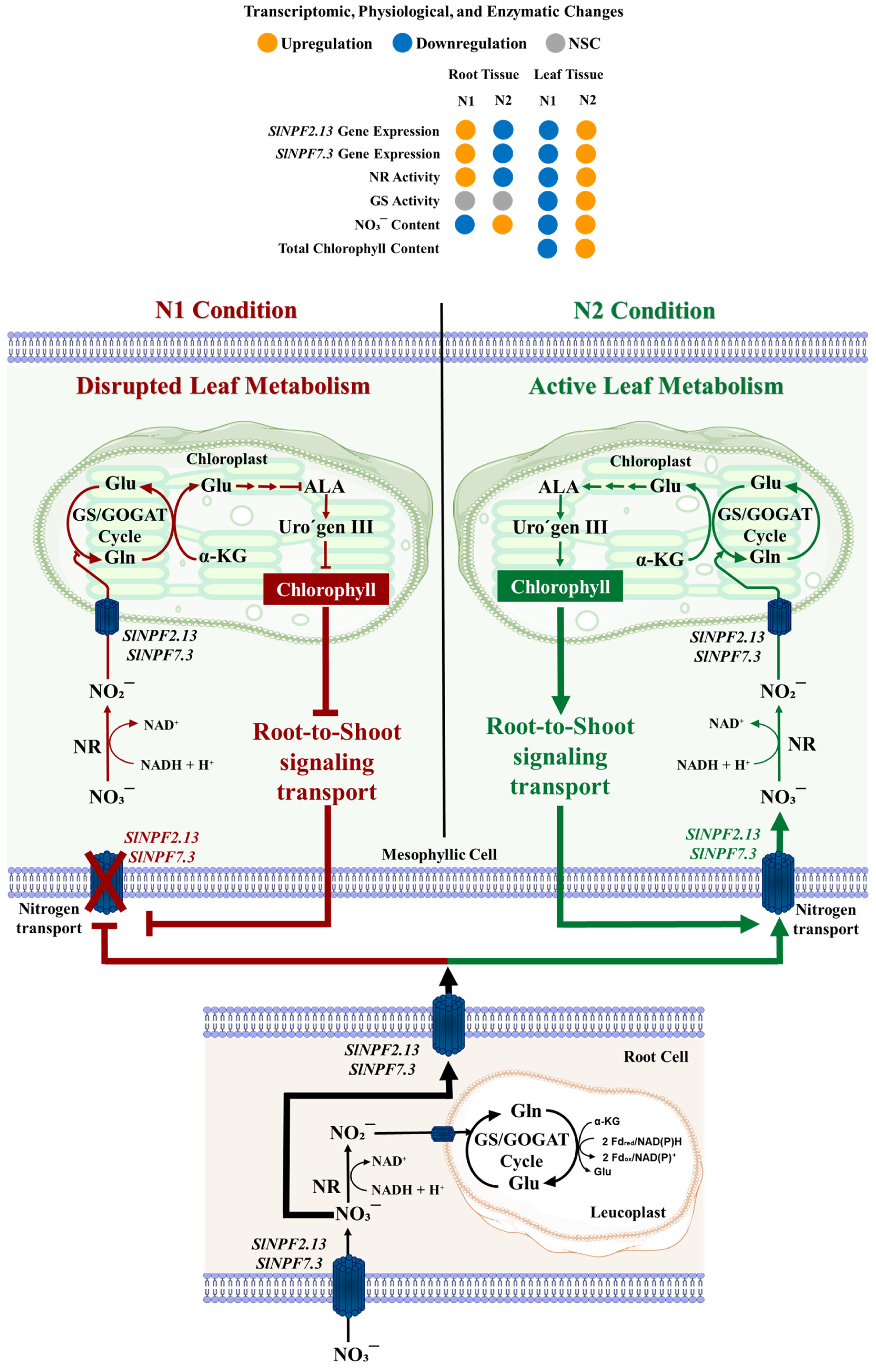 Plants 14 03642 g008