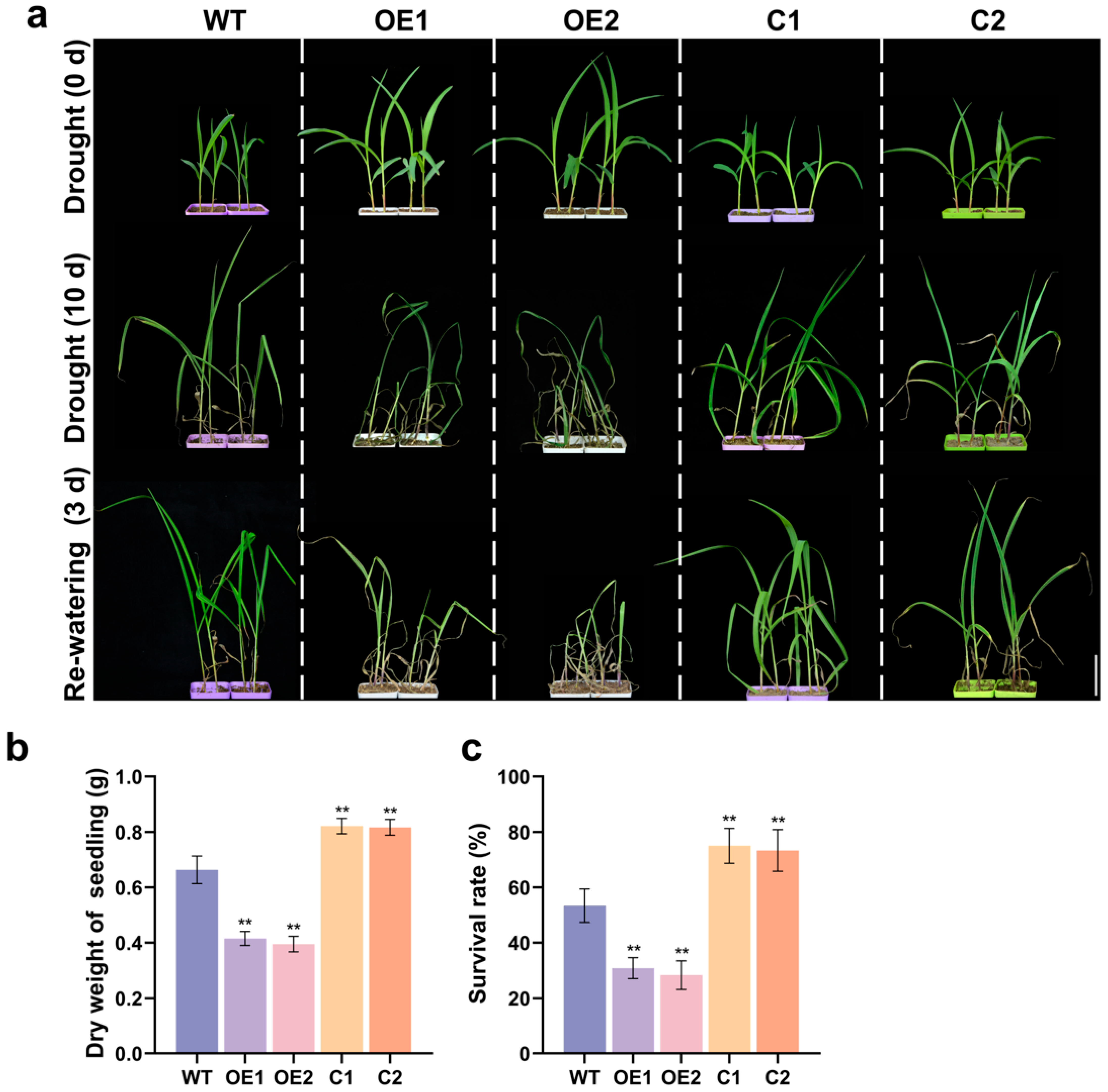 Plants 14 03656 g004