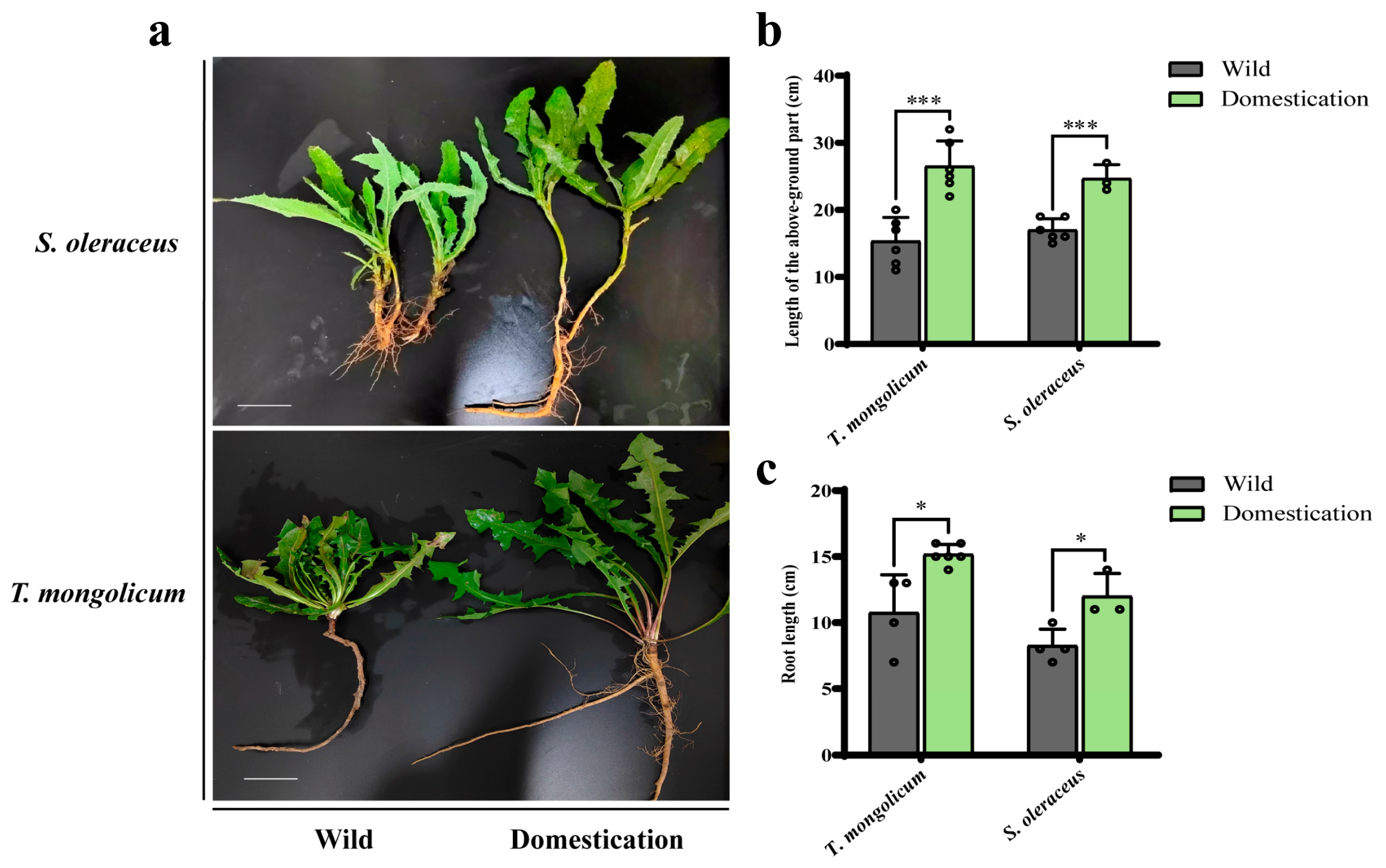 Plants 14 03662 g001