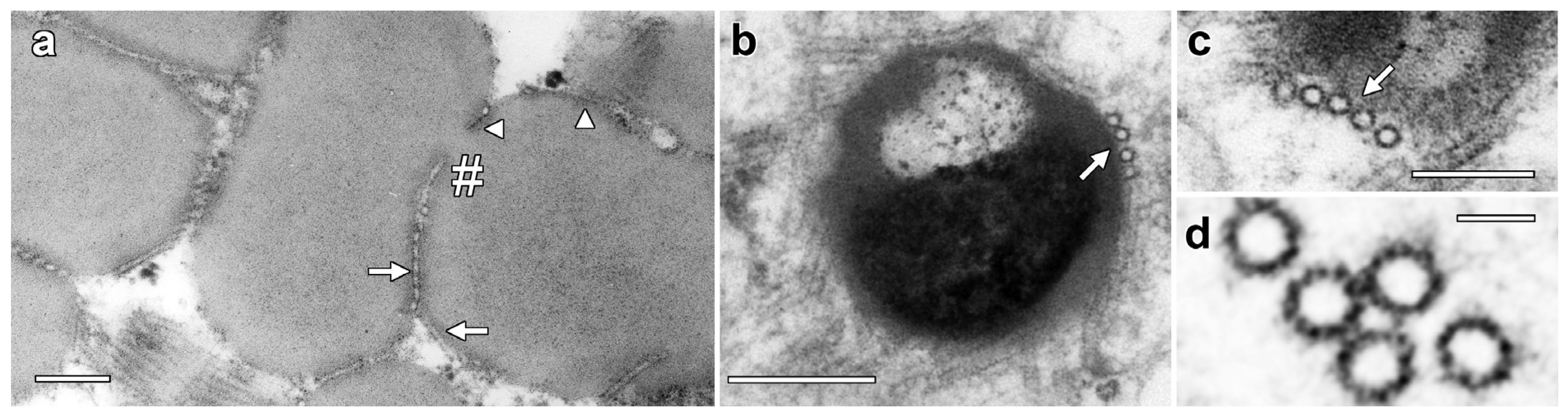 Plants 14 03677 g002