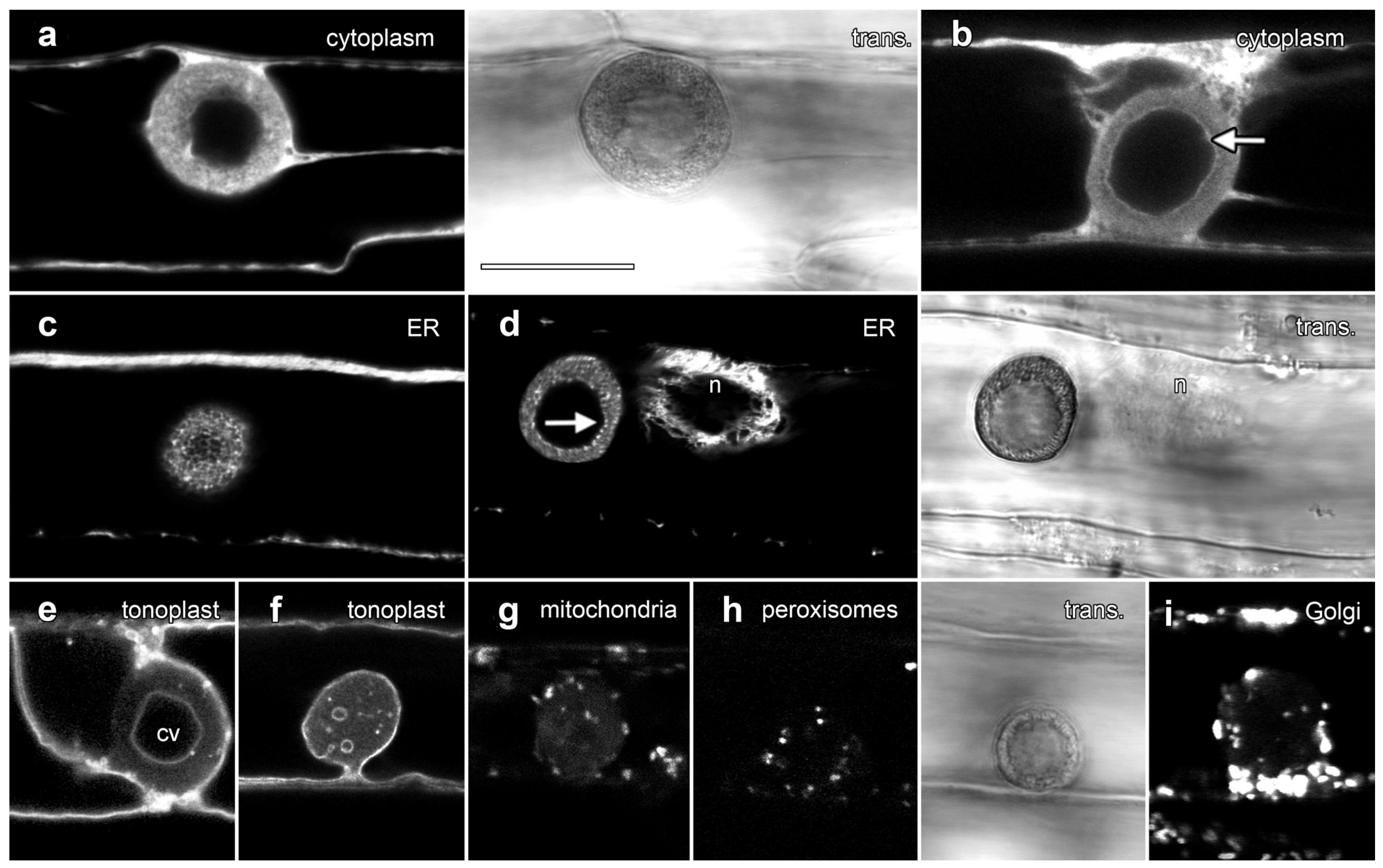 Plants 14 03677 g005