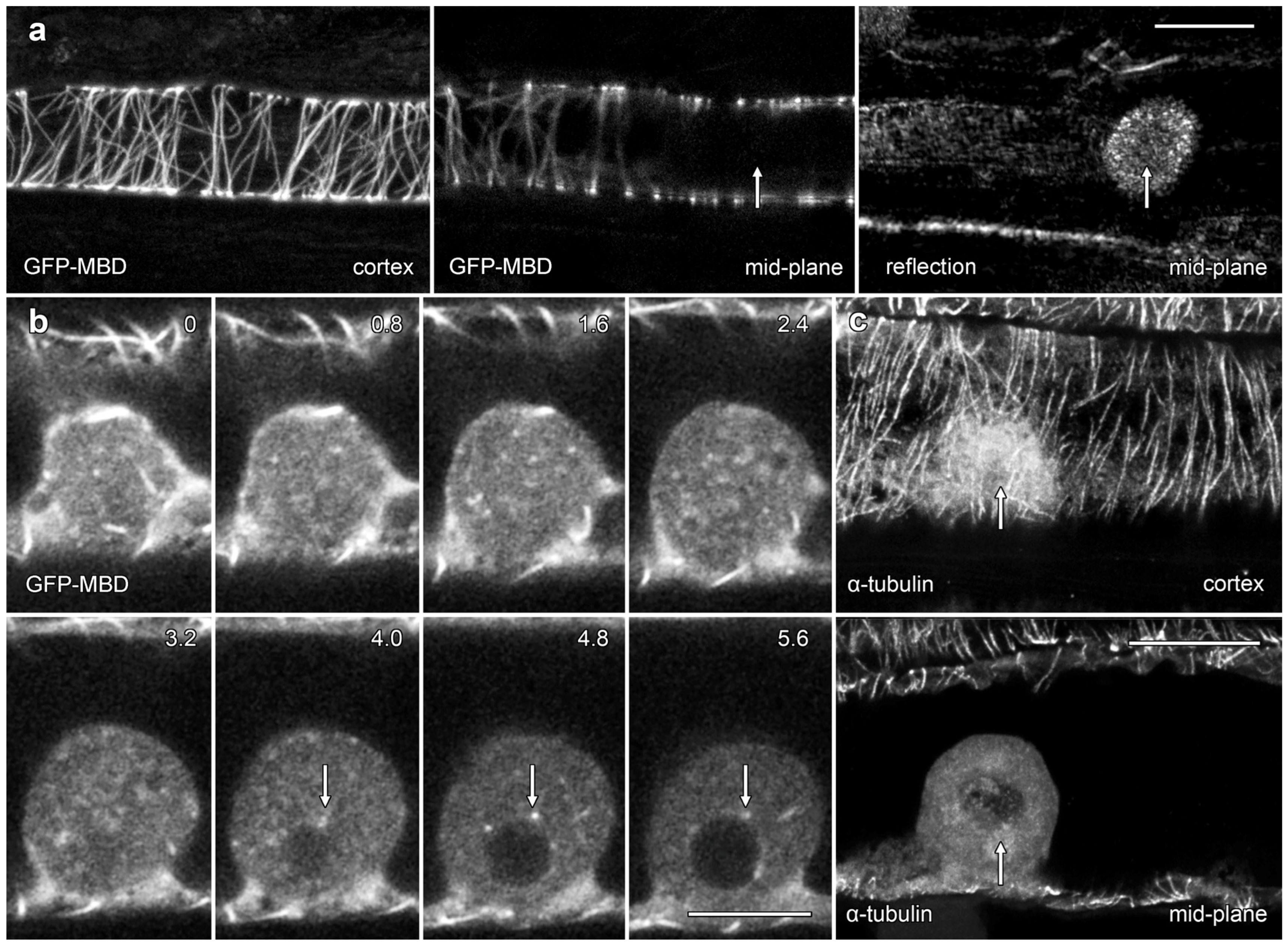Plants 14 03677 g006