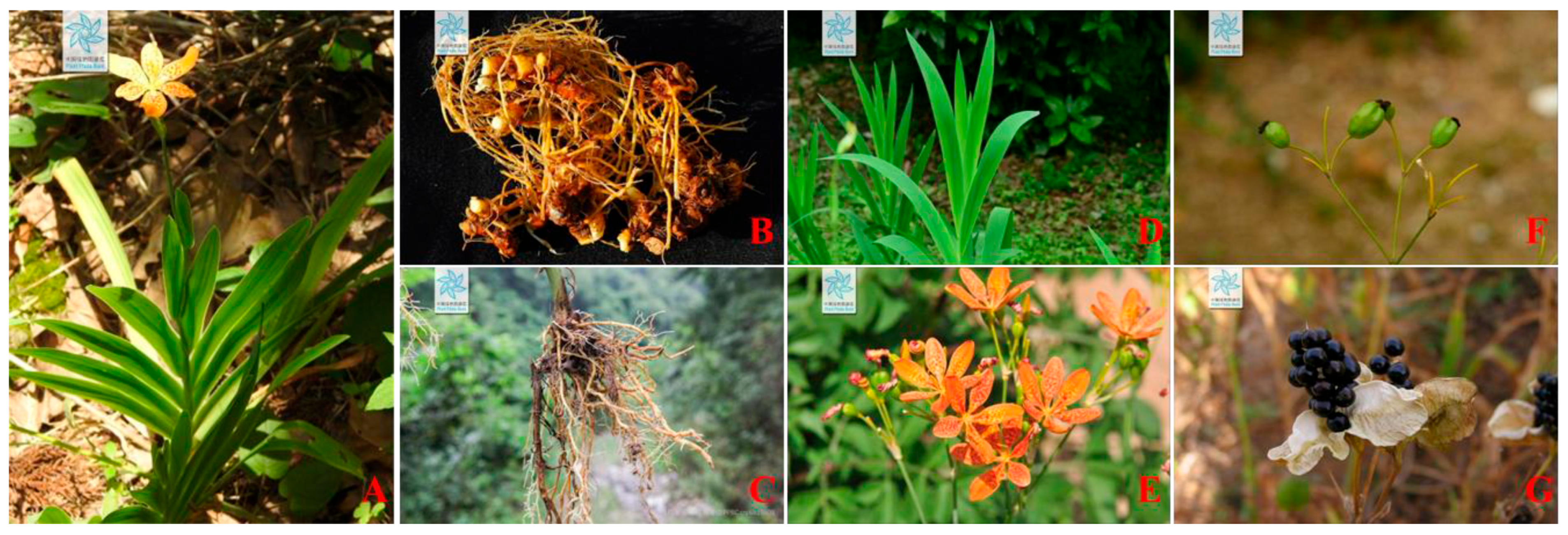 Plants 14 03688 g001 Plants 14 03688 g001