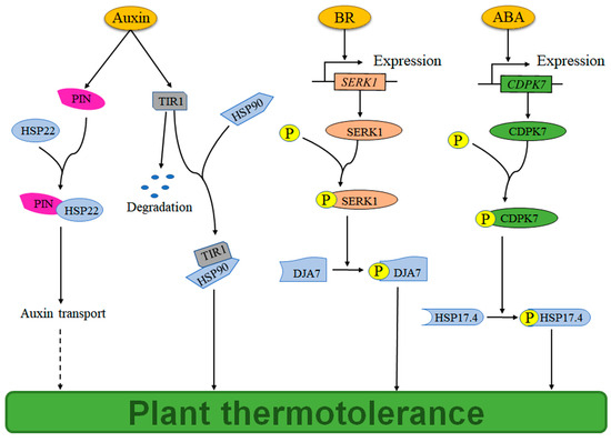 Molecular Mechanisms of the Phytohormone–Heat Shock Protein Pathway in ...