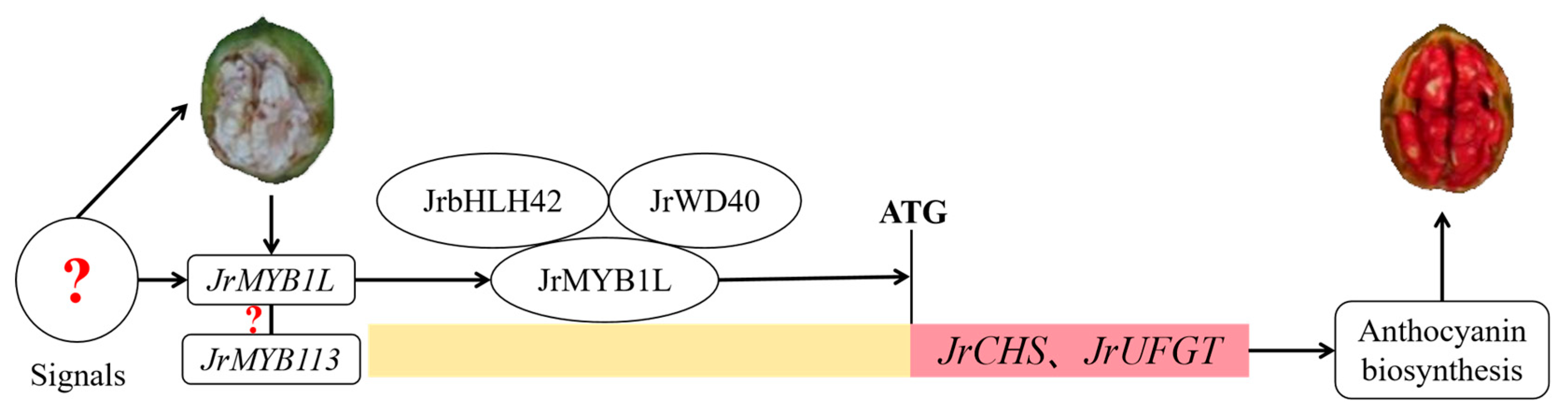 Plants 14 03727 g009