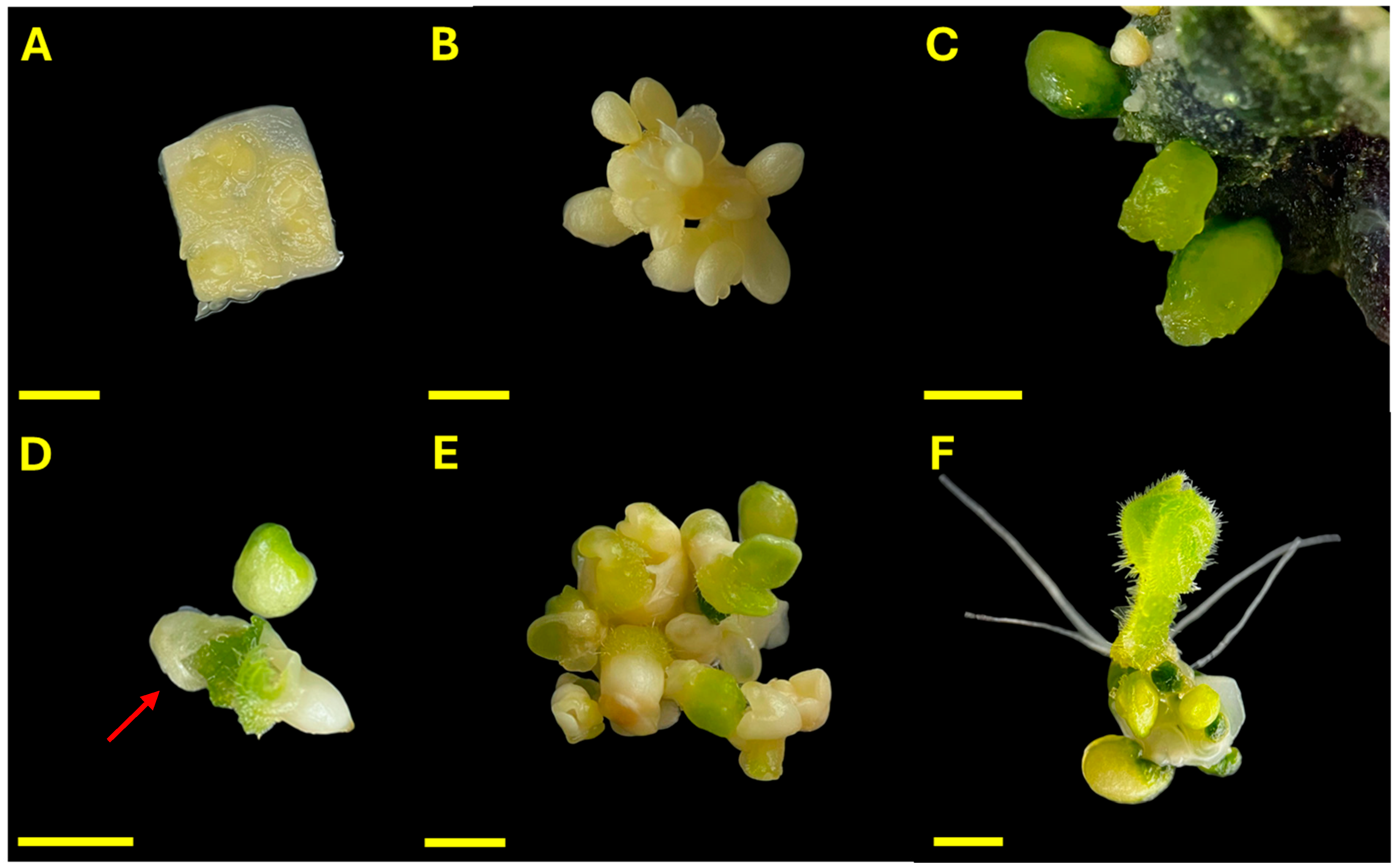 Plants 14 03733 g001