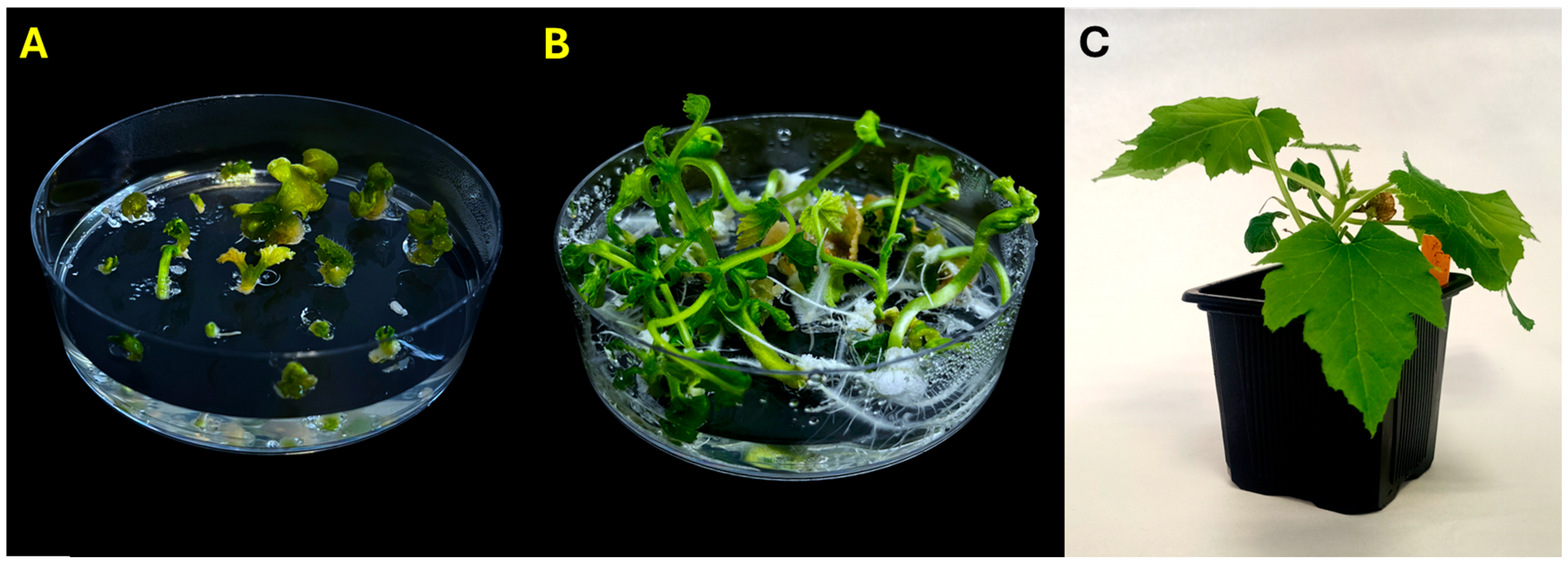 Plants 14 03733 g002