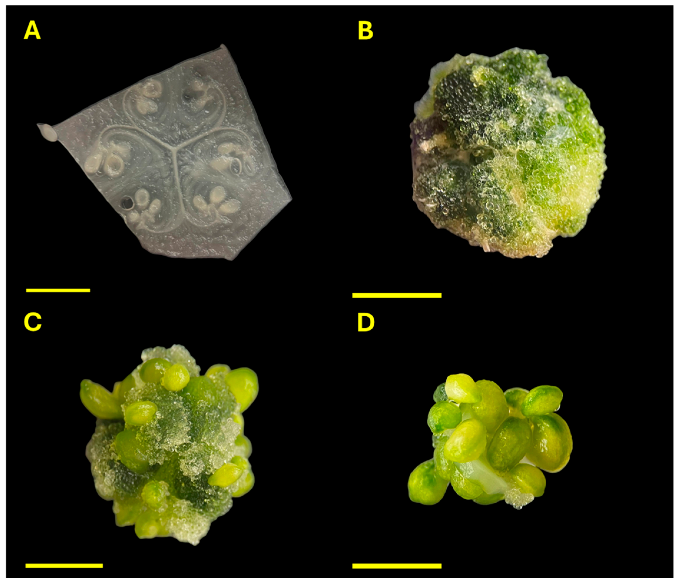 Plants 14 03733 g007