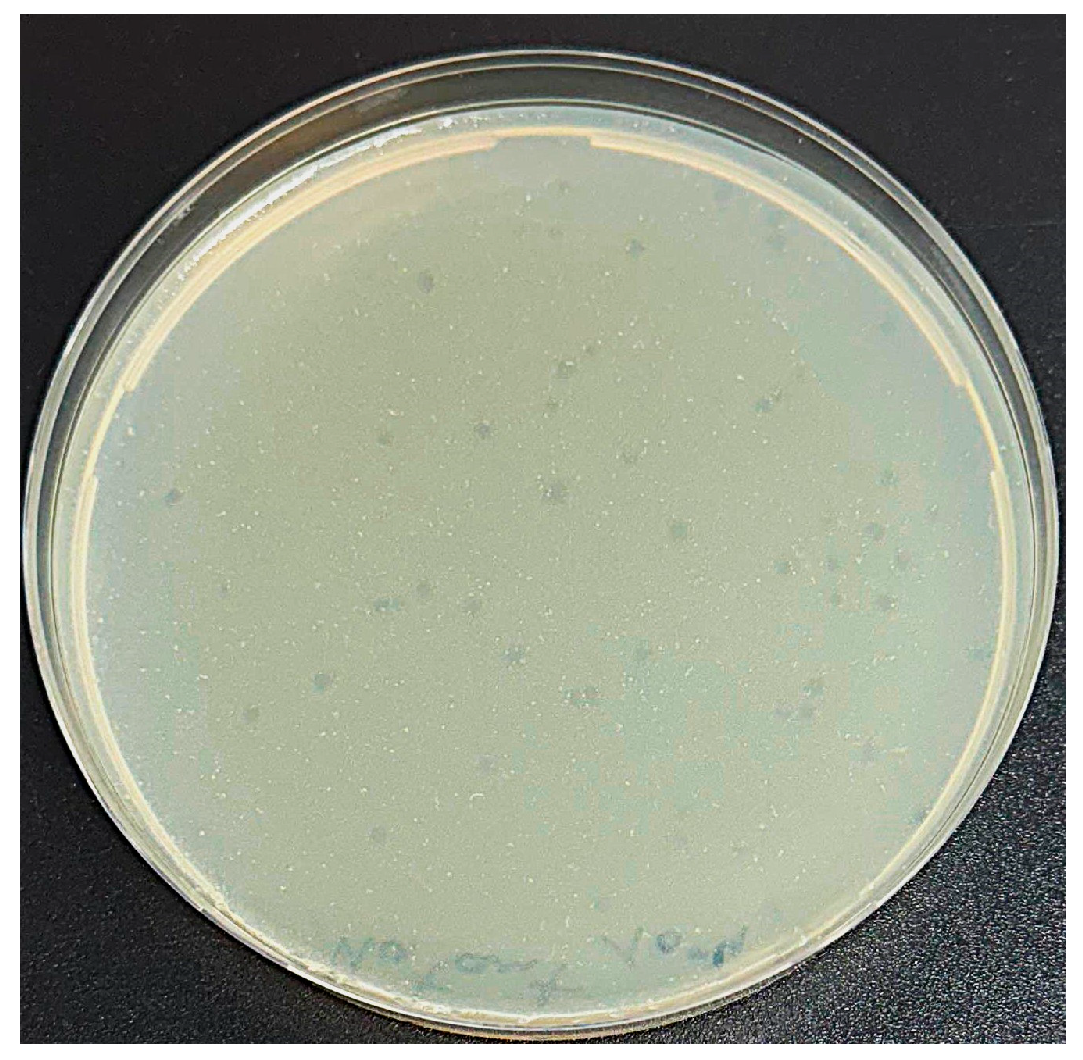 Plants 14 03755 g001